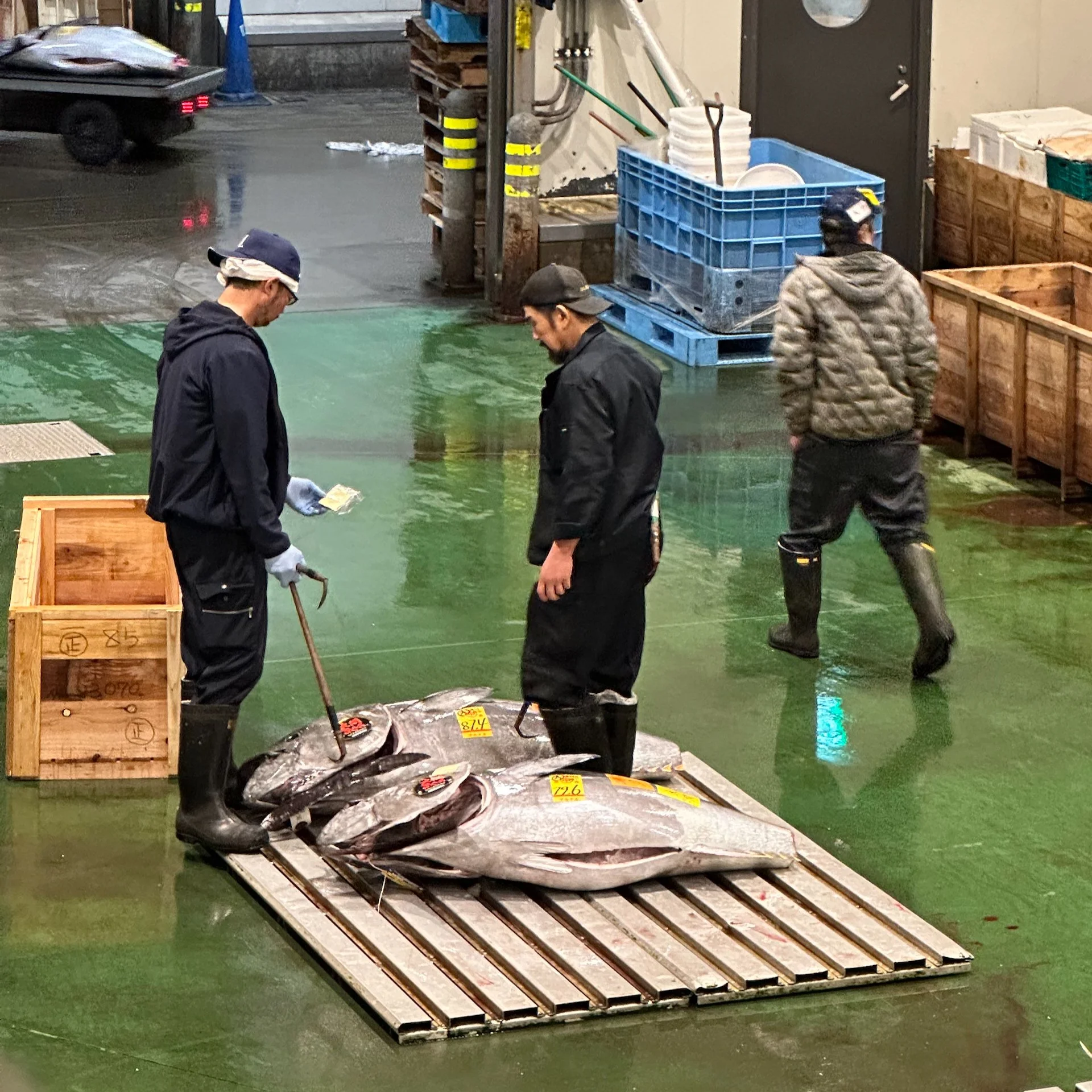  Two fairly large fresh tuna being inspected. 