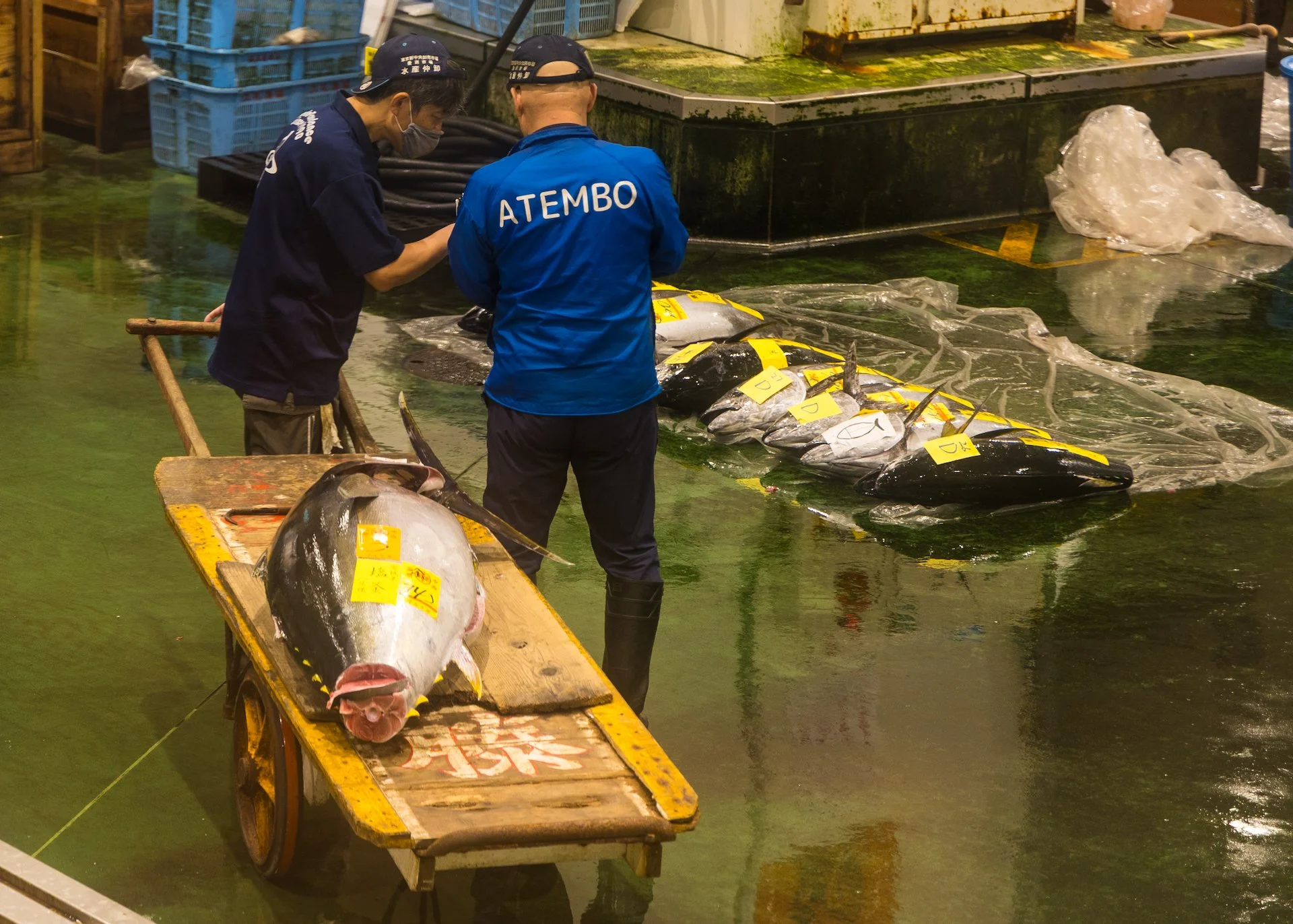  Once sold (yellow tags), the fish were pretty quickly taken away. Most got moved by hand, but some were big enough to need carts… 