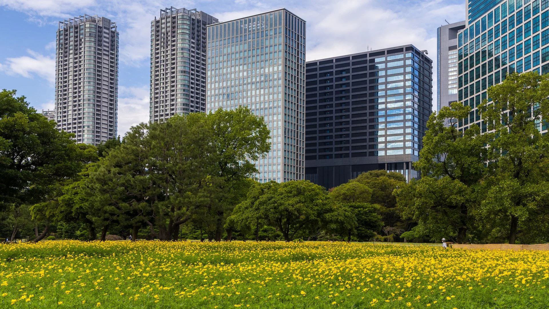  The contrast of the old, serene park, full of huge trees, in the center of this huge city, surrounded by massive buildings was so interesting.  