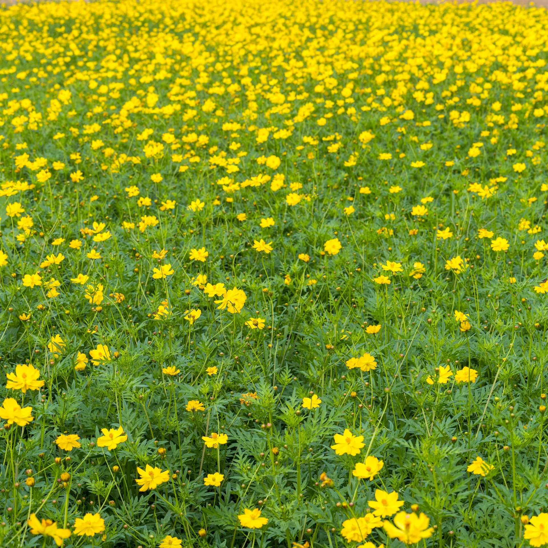  Most of the cosmos were done, but there was this one huge field of the yellow ones left.  