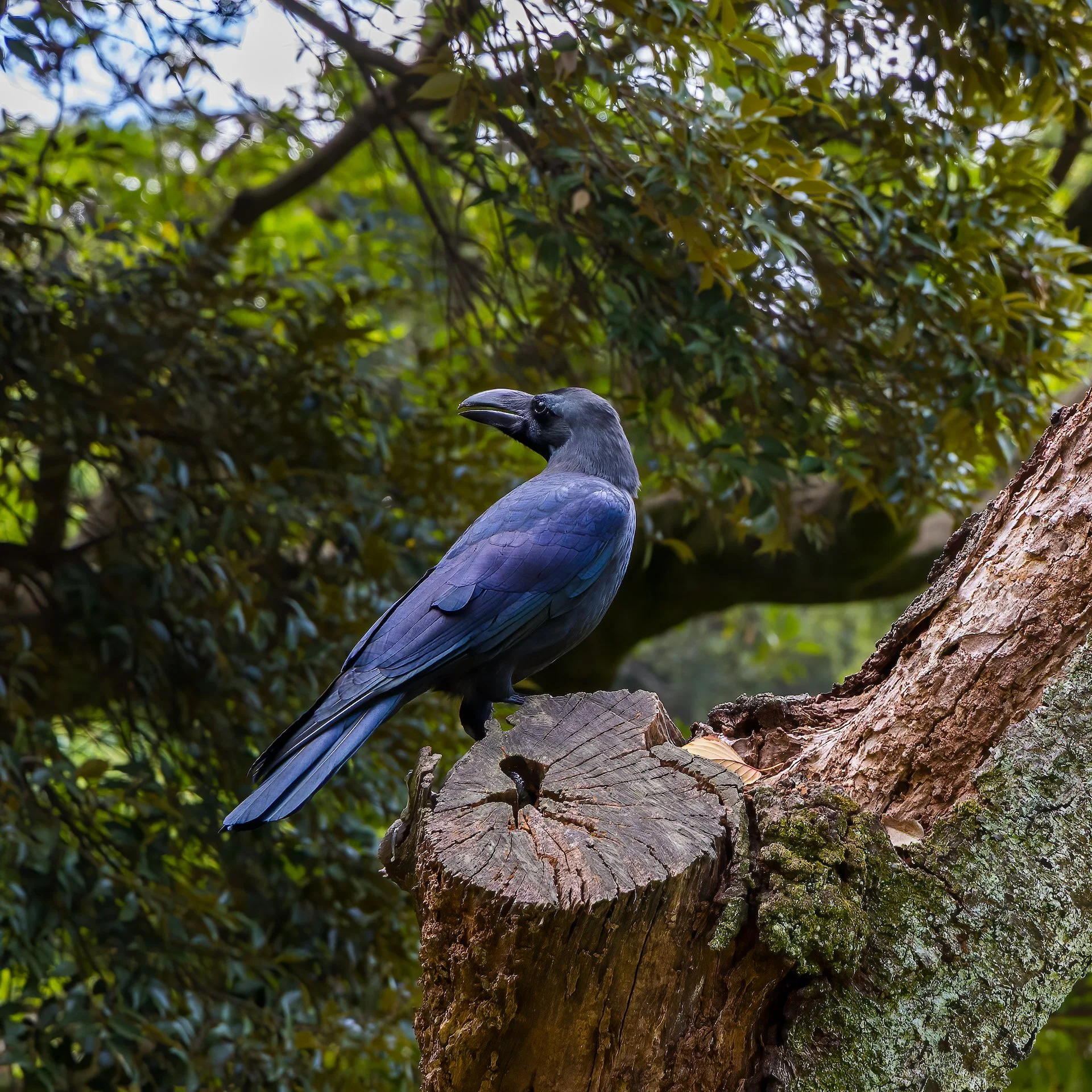  This was a new one for the life list - a Large-billed Crow. They were very common, and we saw them probably every day on the trip. They looked and sounded almost identical to ravens from back home. Maybe a little bit smaller. 