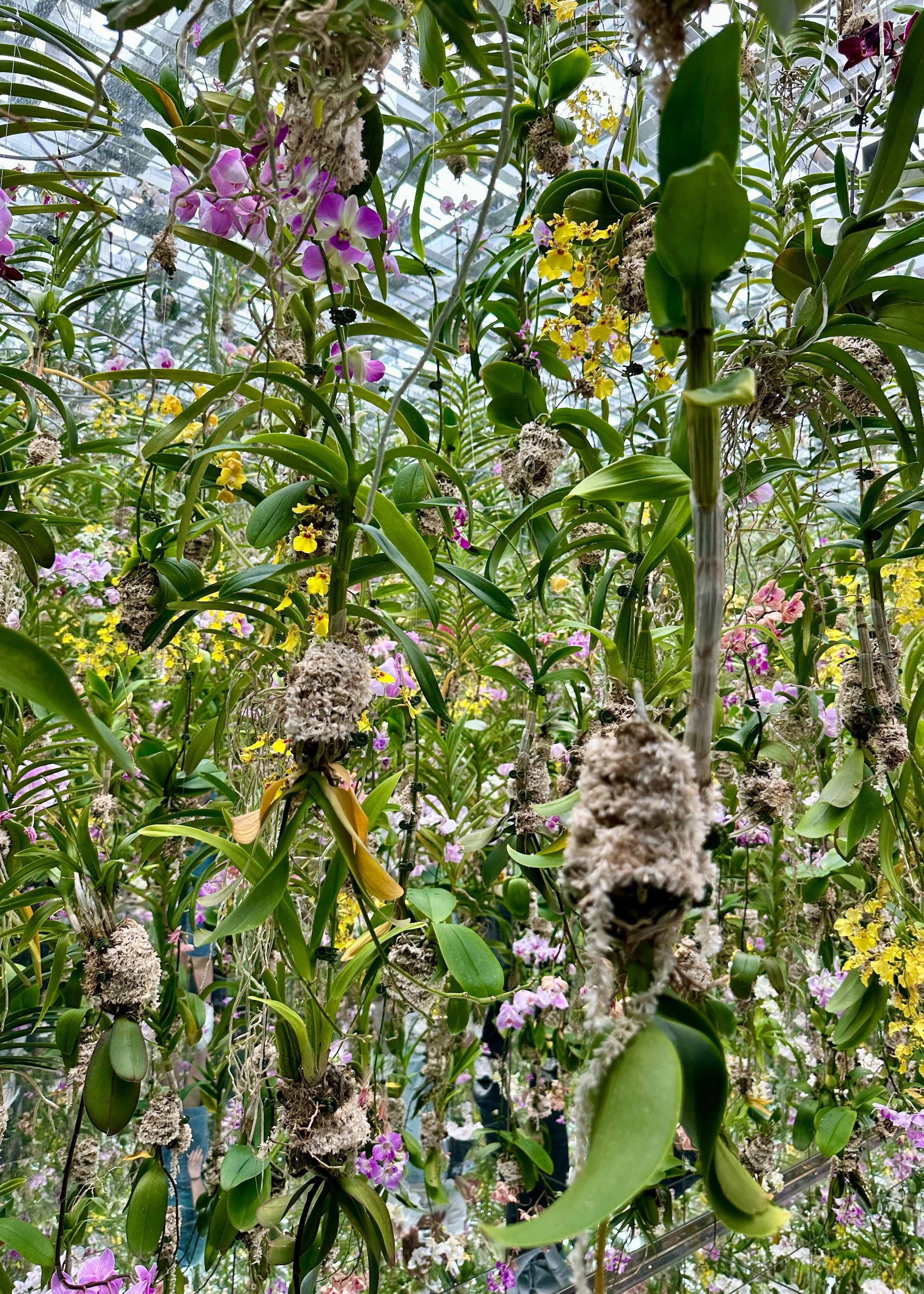 2025 10 Tokyo TeamLab - 24.jpeg