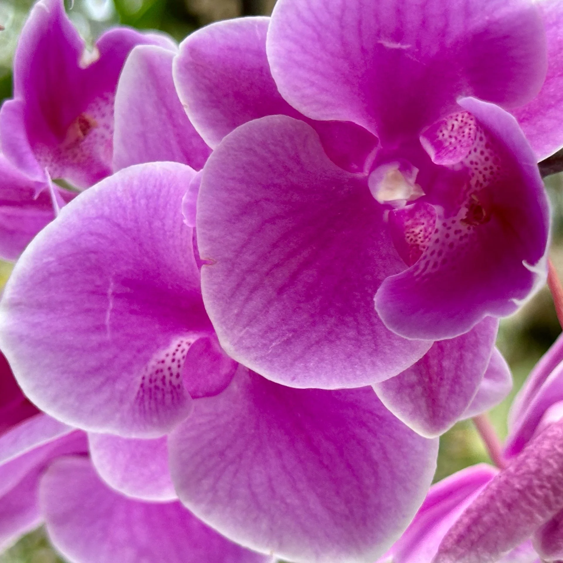 2025 10 Tokyo TeamLab - 30.jpeg