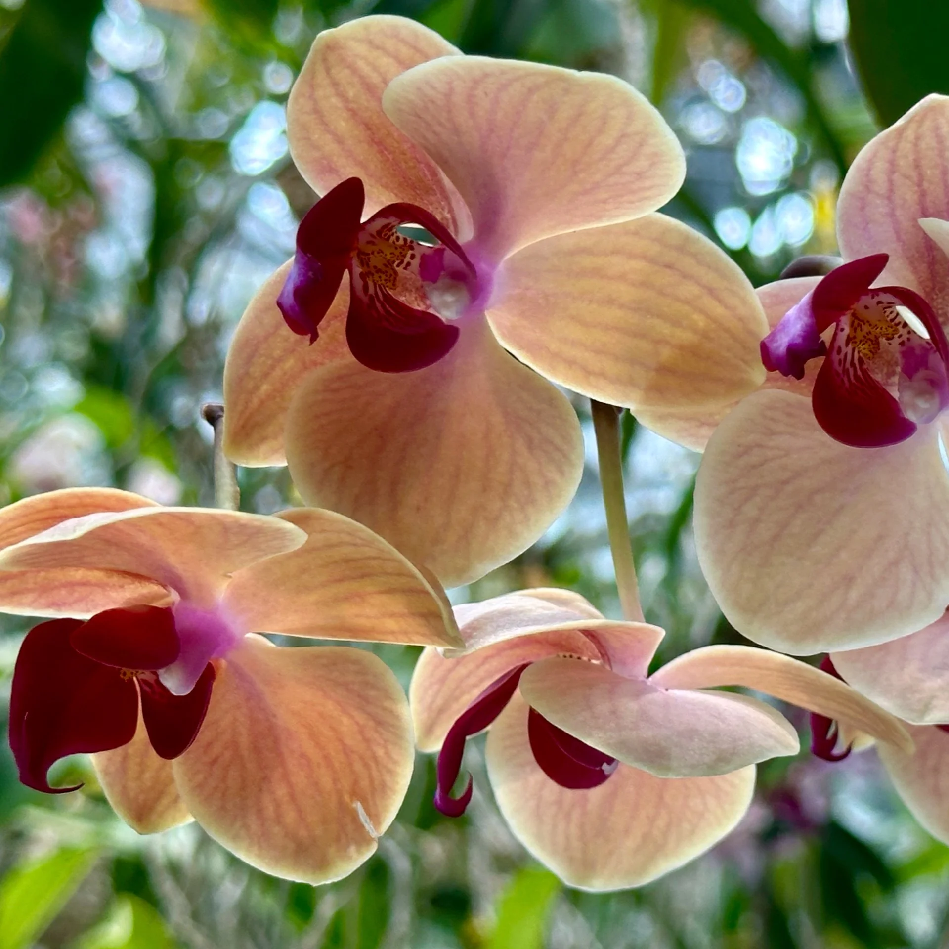 2025 10 Tokyo TeamLab - 29.jpeg