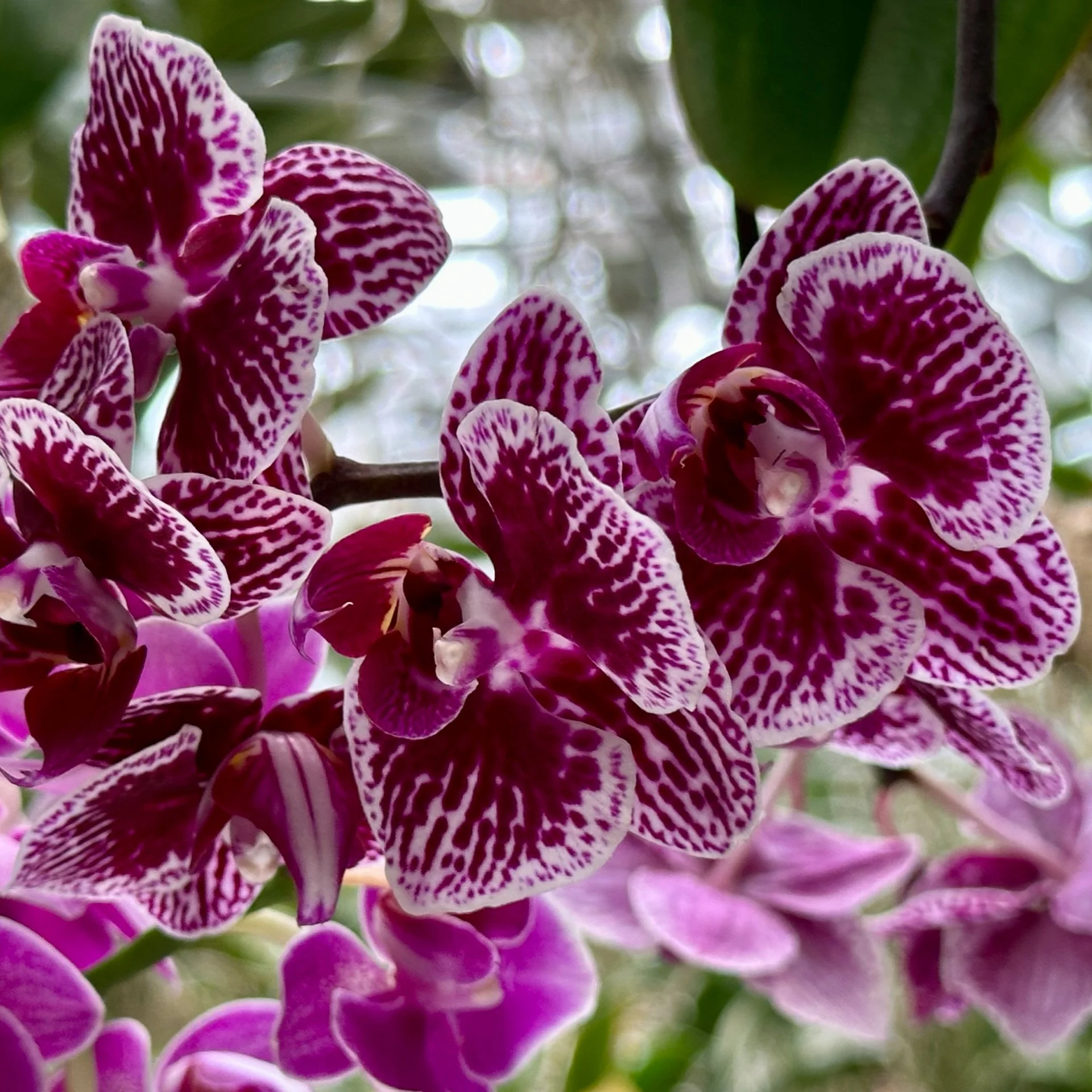 2025 10 Tokyo TeamLab - 25.jpeg