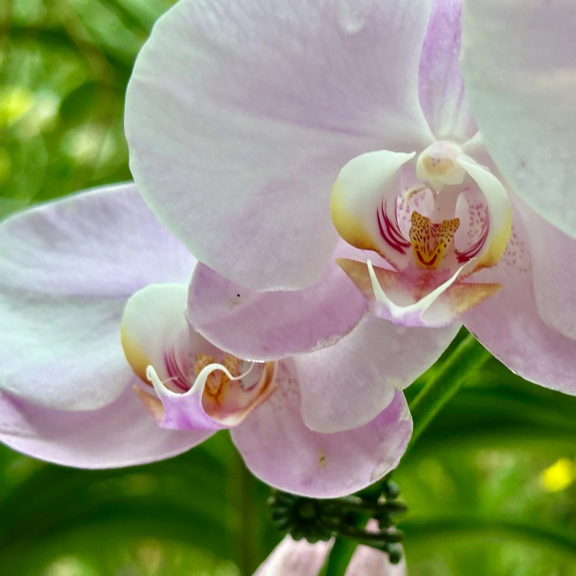 2025 10 Tokyo TeamLab - 27.jpeg