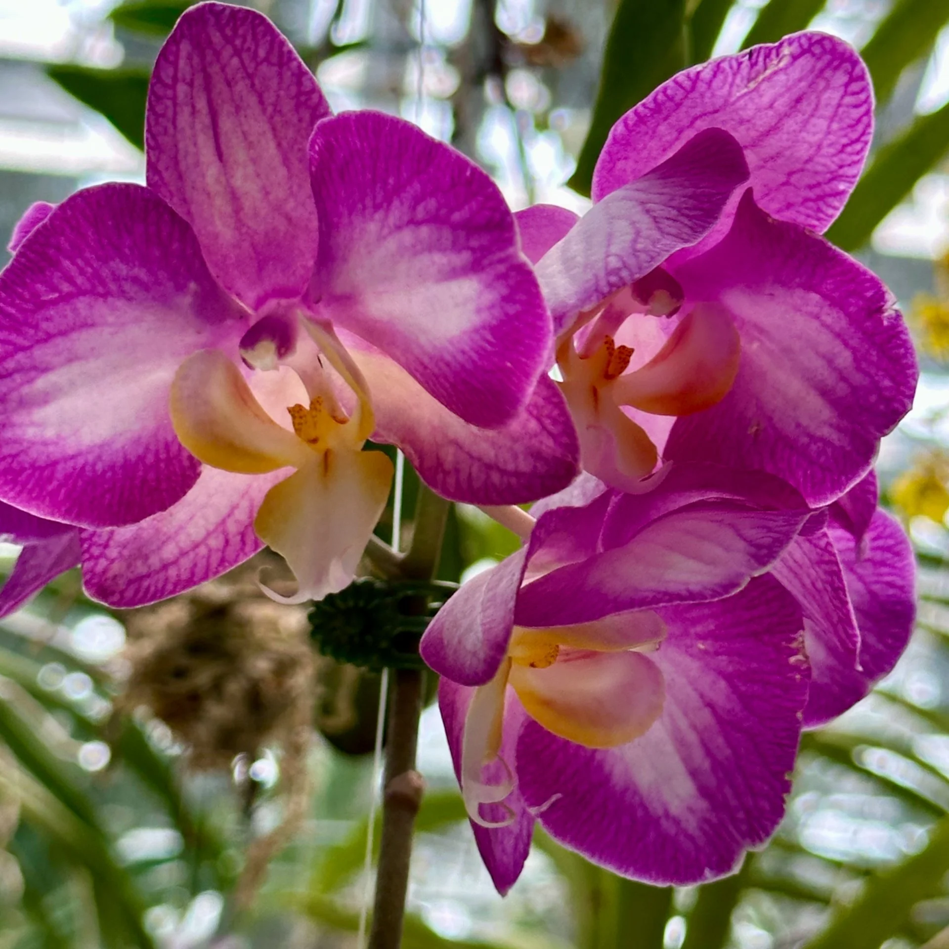 2025 10 Tokyo TeamLab - 28.jpeg