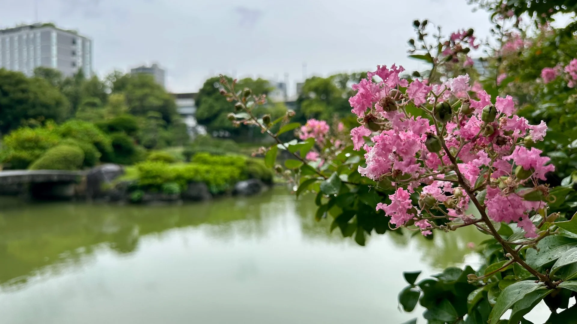  There are still a few flowers in bloom, even this time of year. 