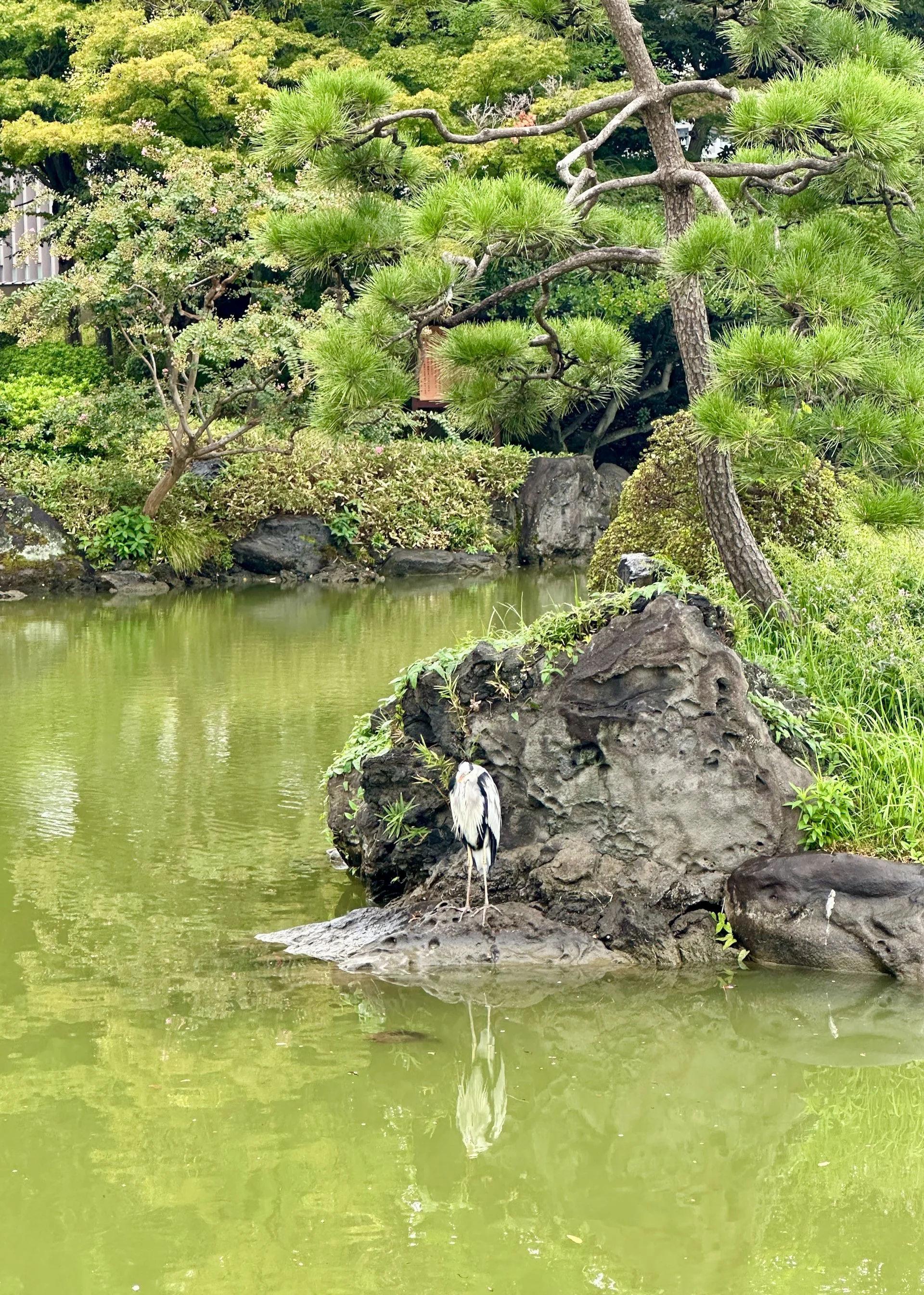  A grey heron - new species! 