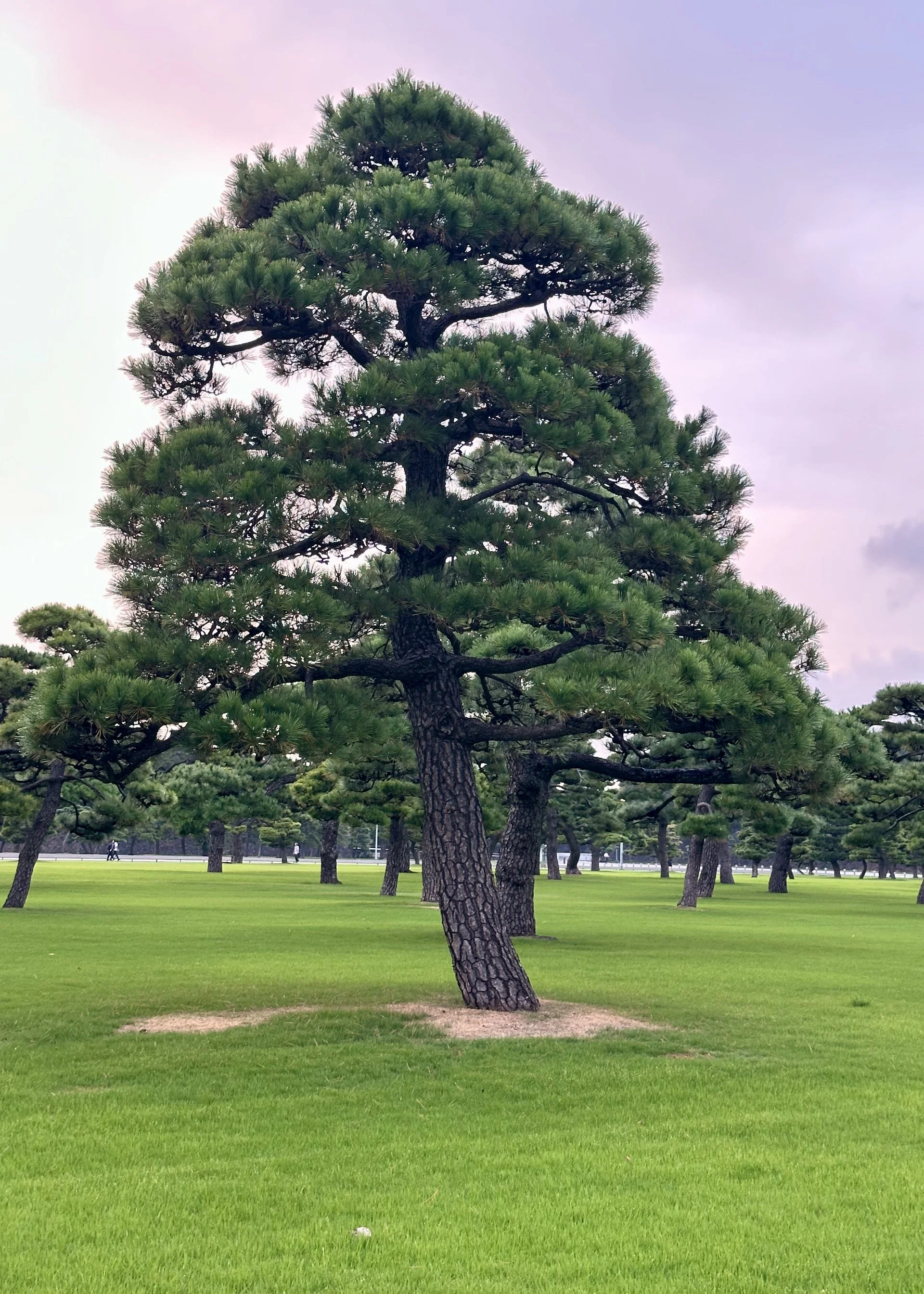  The grounds are covered in these beautifully manicured pine trees.  