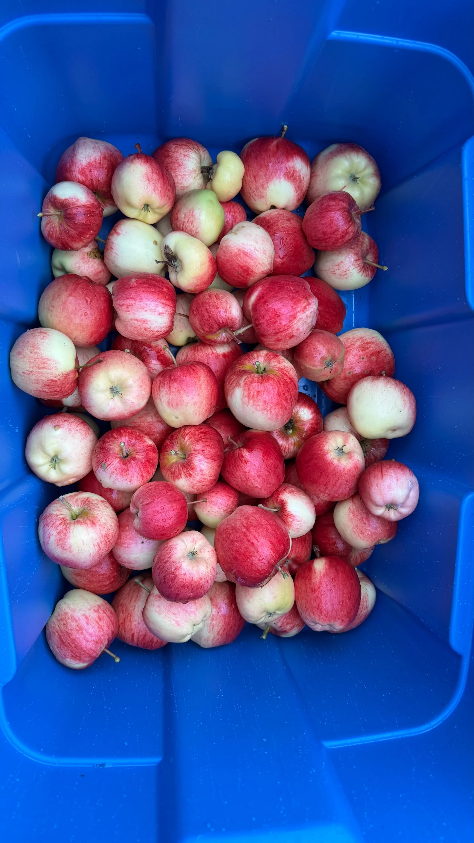  We harvested the rest of the apples from the trees. We lost a few while we were away, but most stayed on the trees. They were really good, and hopefully will last for a while. 
