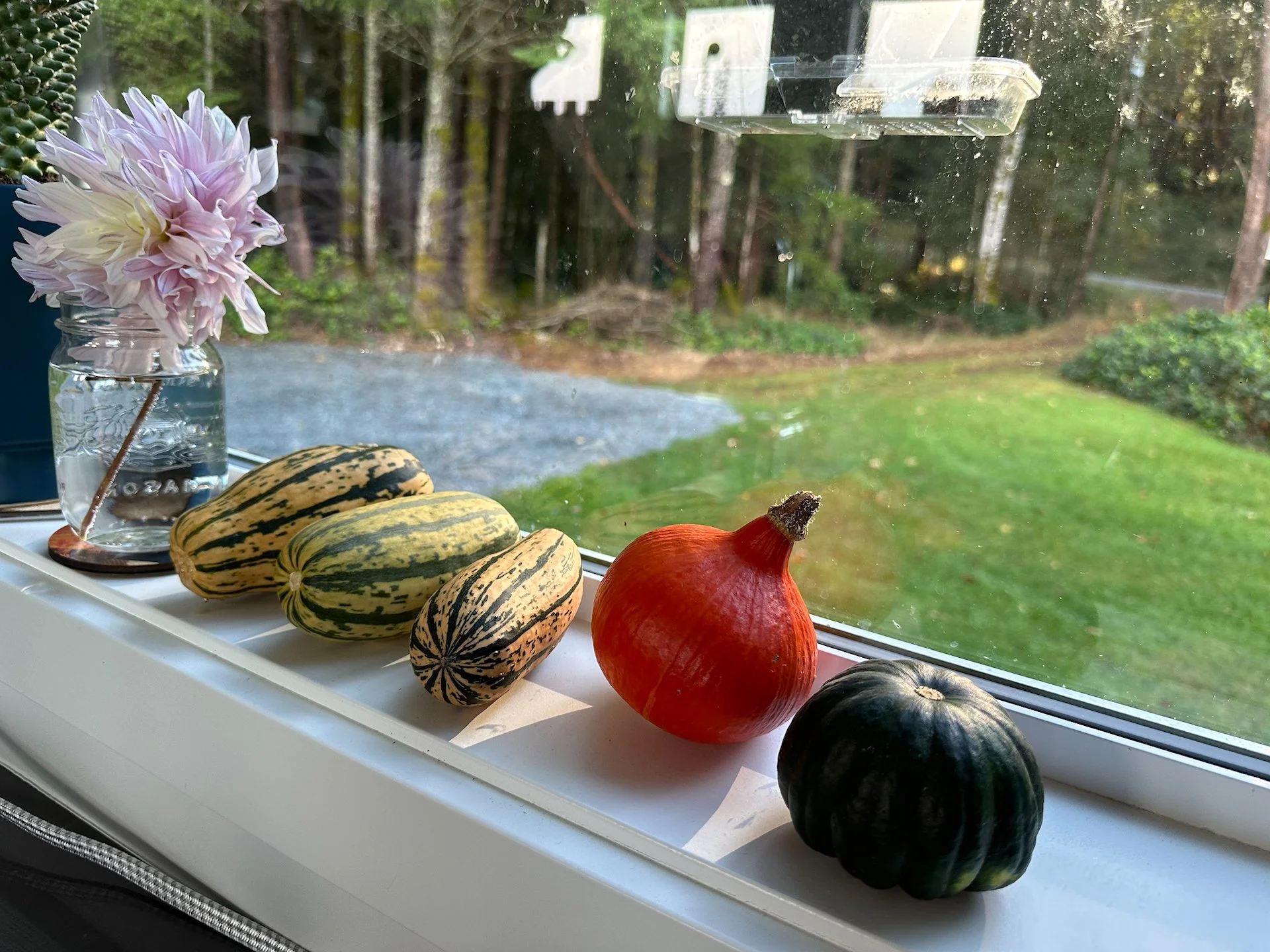  There were a few squash that survived. 