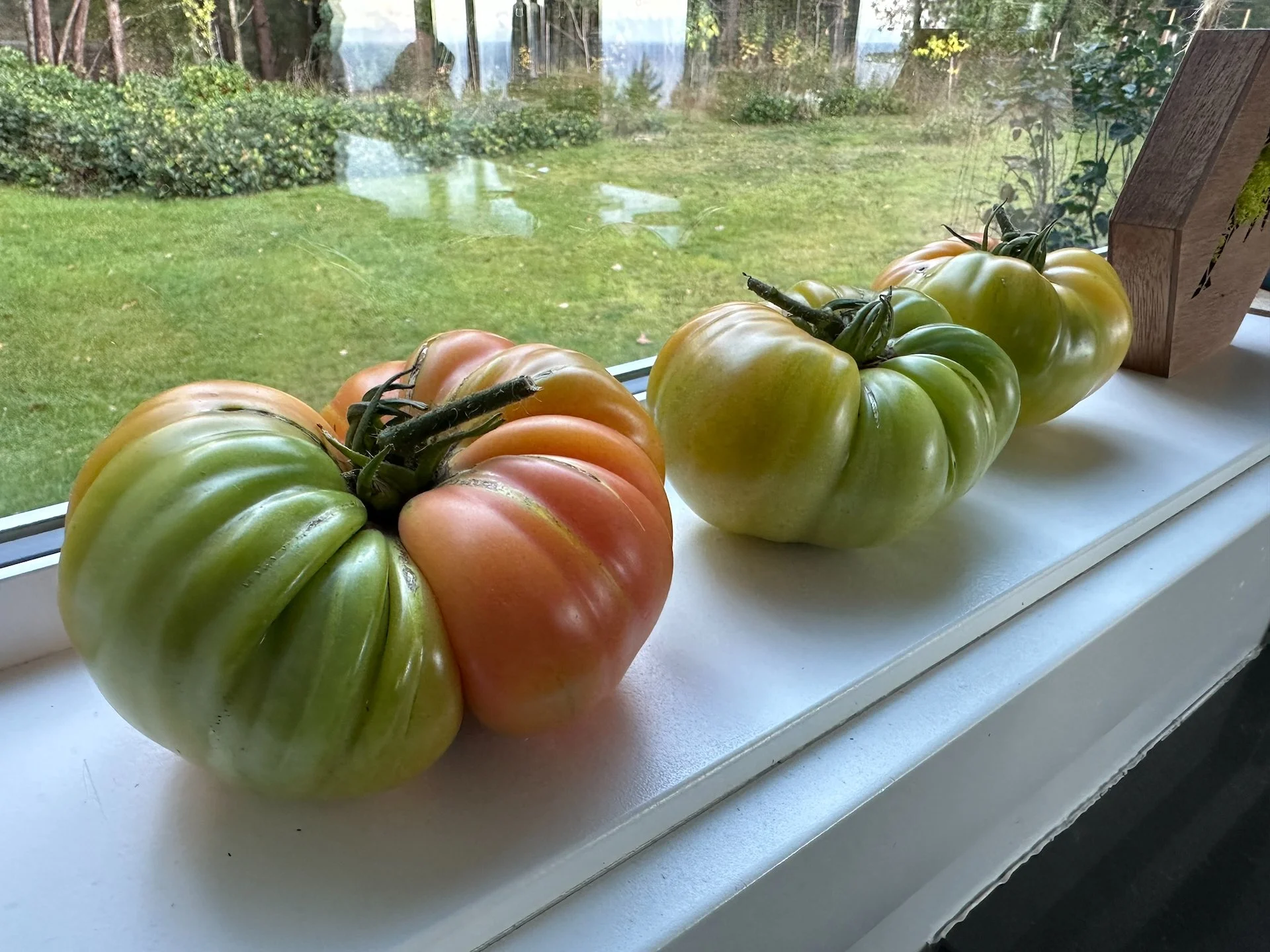  The tomatoes didn’t do well this year. Hopefully these ones will ripen in the windowsill.  