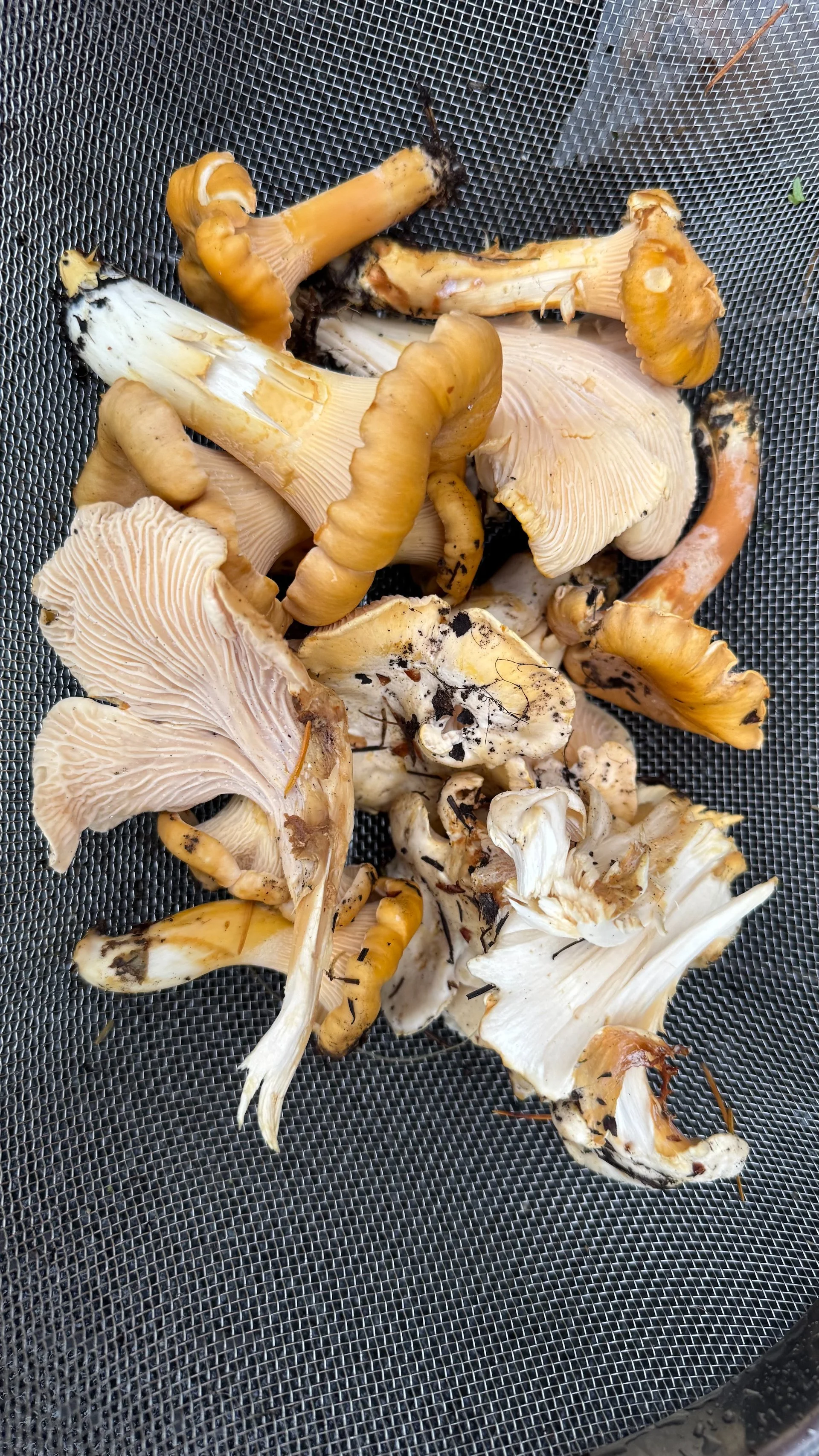 2025 10 Galiano and Writers Festival - 3.jpeg