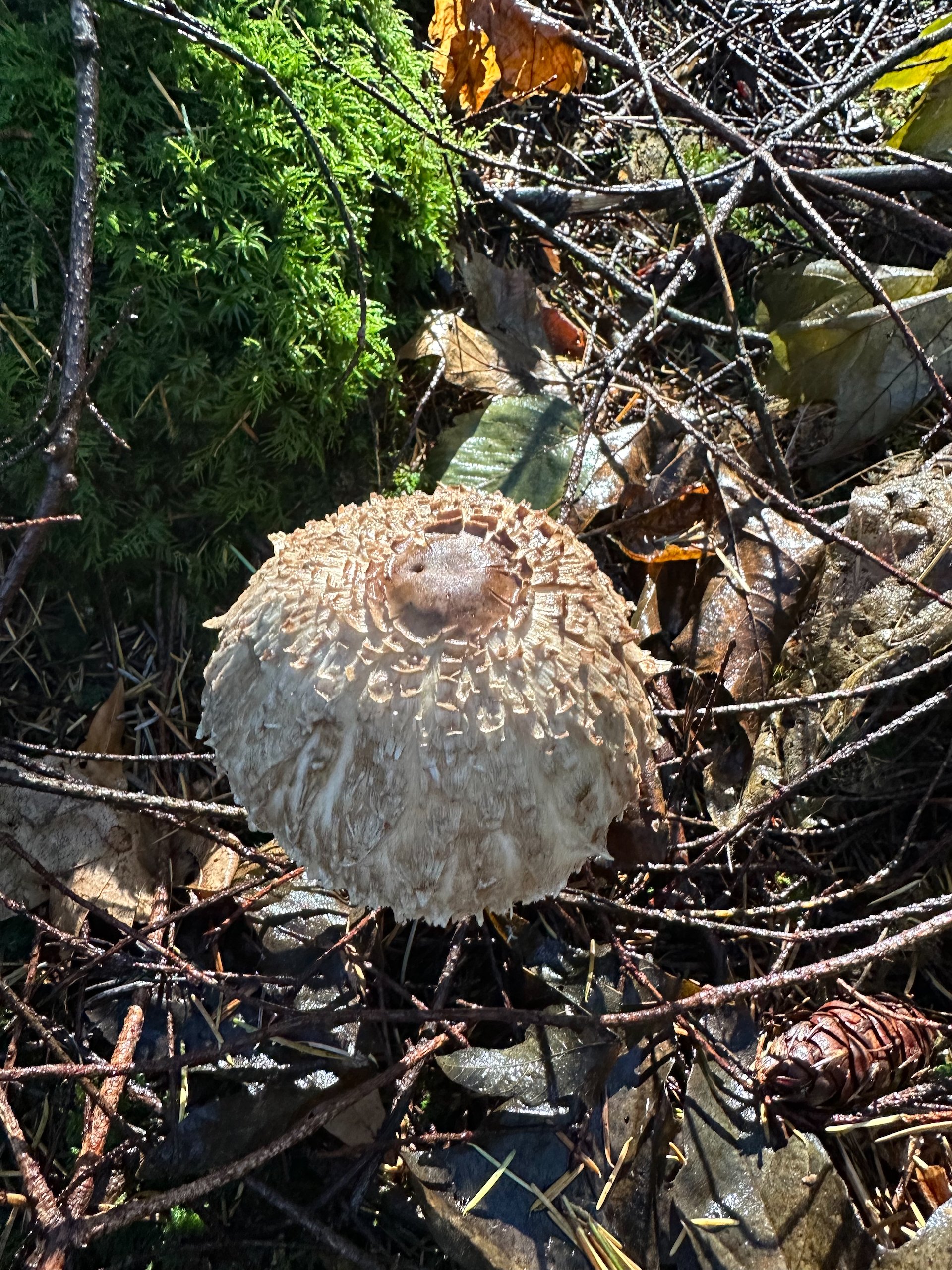  A cool mushroom on the trail down to the water. 