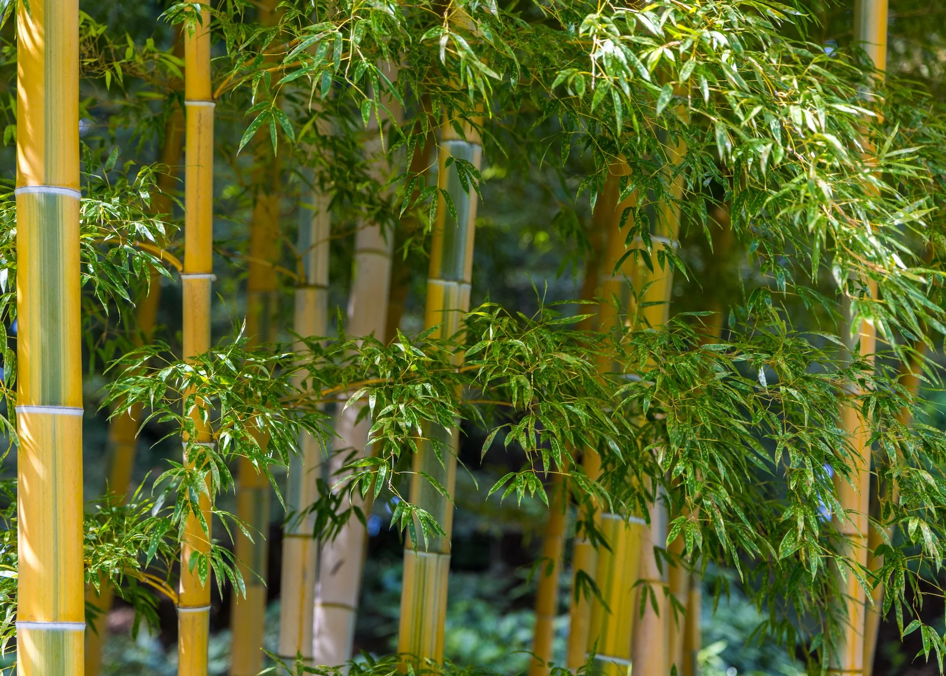 2025 10 Tokyo Imperial Palace 2 - 21.jpeg