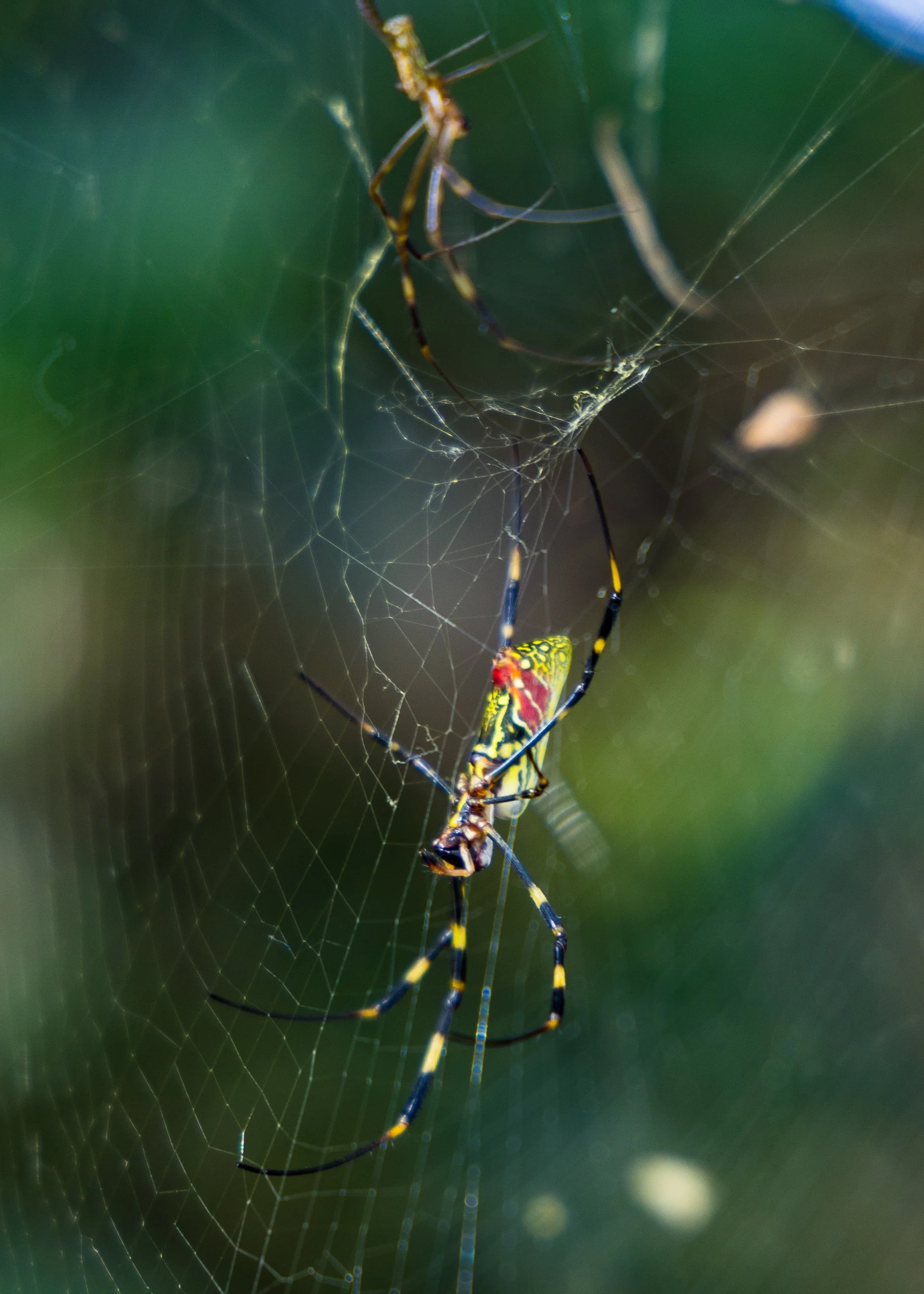 2025 10 Tokyo Imperial Palace 2 - 22.jpeg