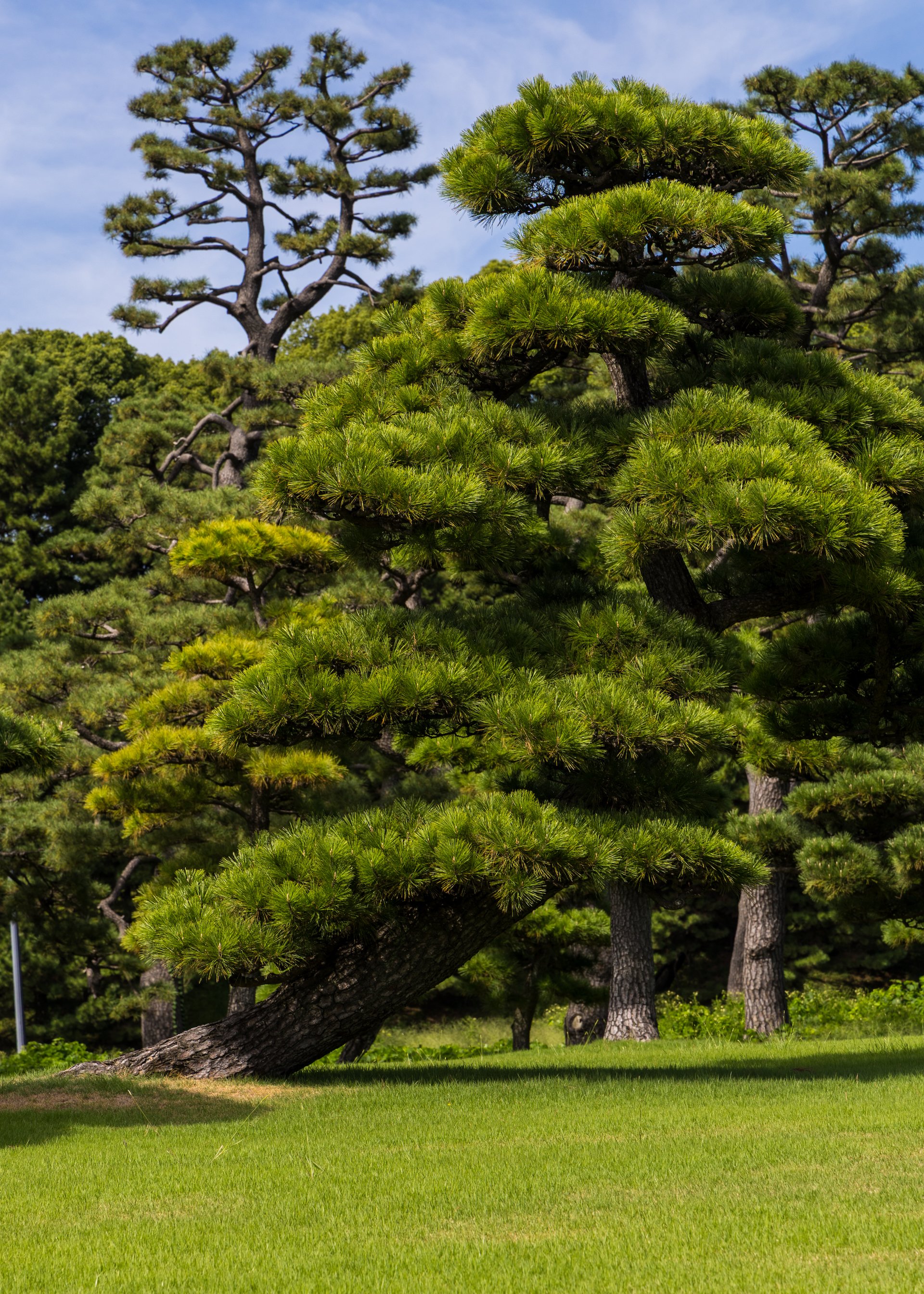 2025 10 Tokyo Imperial Palace 2 - 29.jpeg