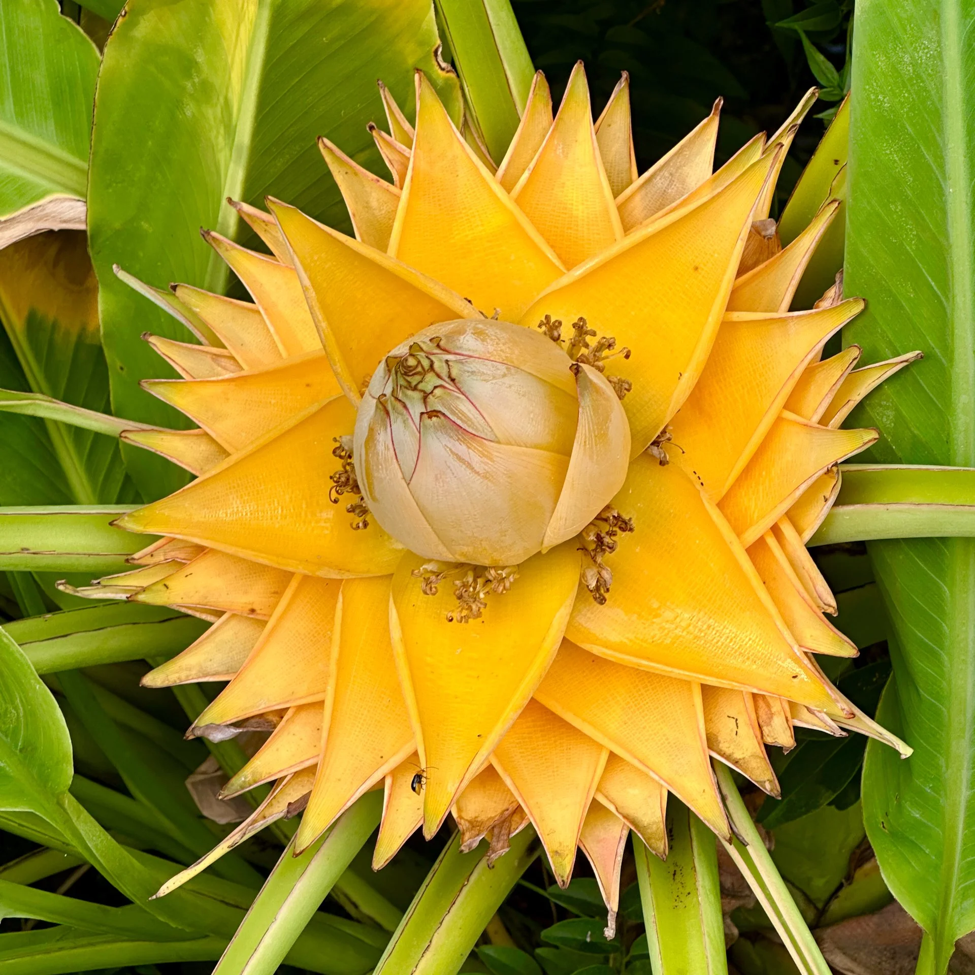  This stunning flower was on a plant just outside the greenhouse.  