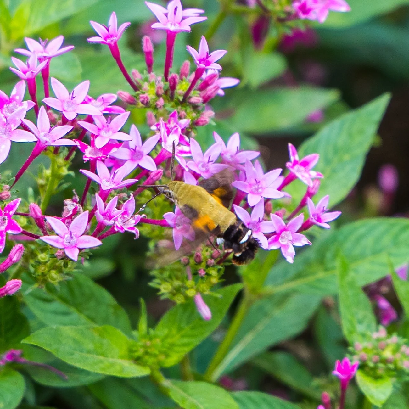 2025 10 Tokyo Imperial Palace 2 - 70.jpeg