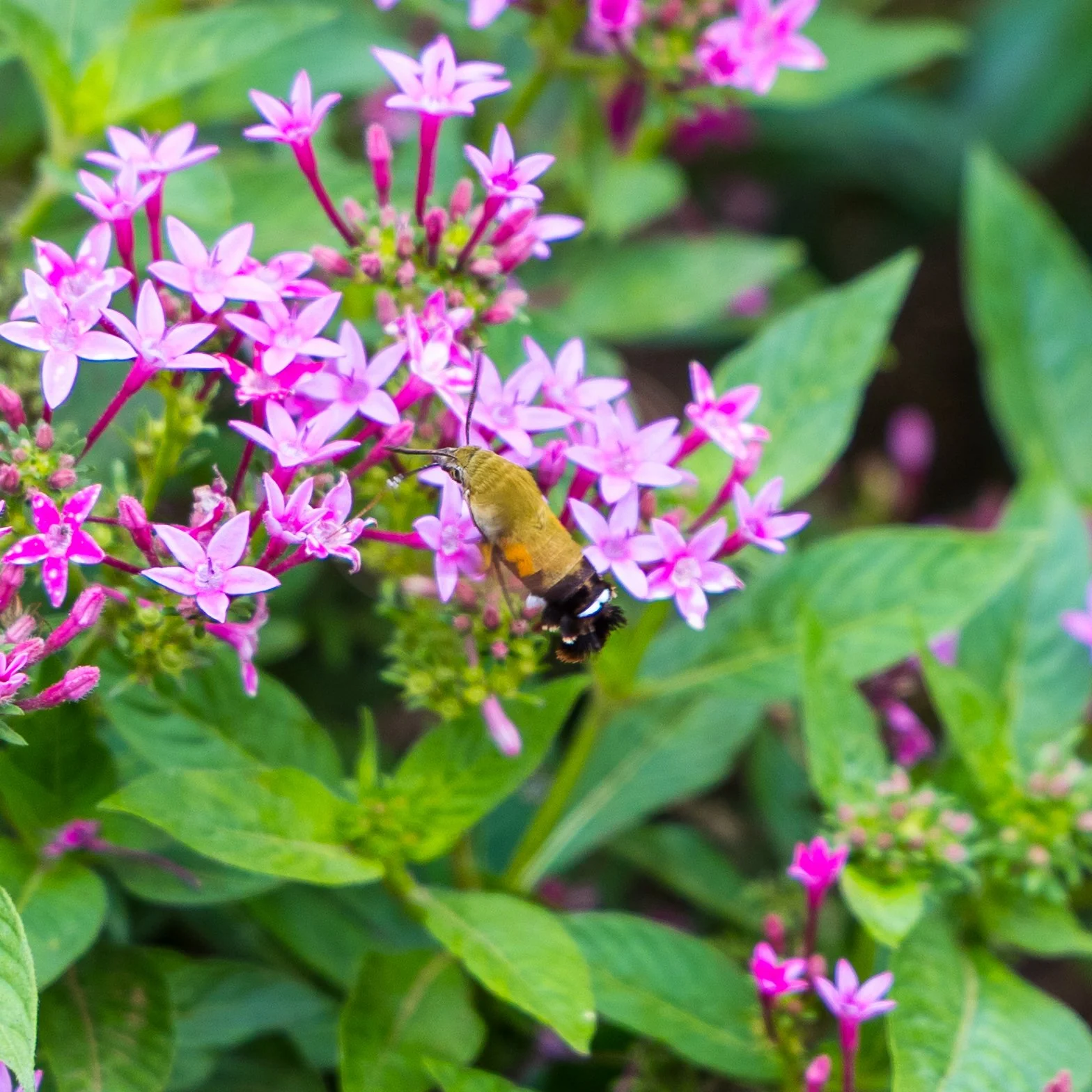 2025 10 Tokyo Imperial Palace 2 - 71.jpeg