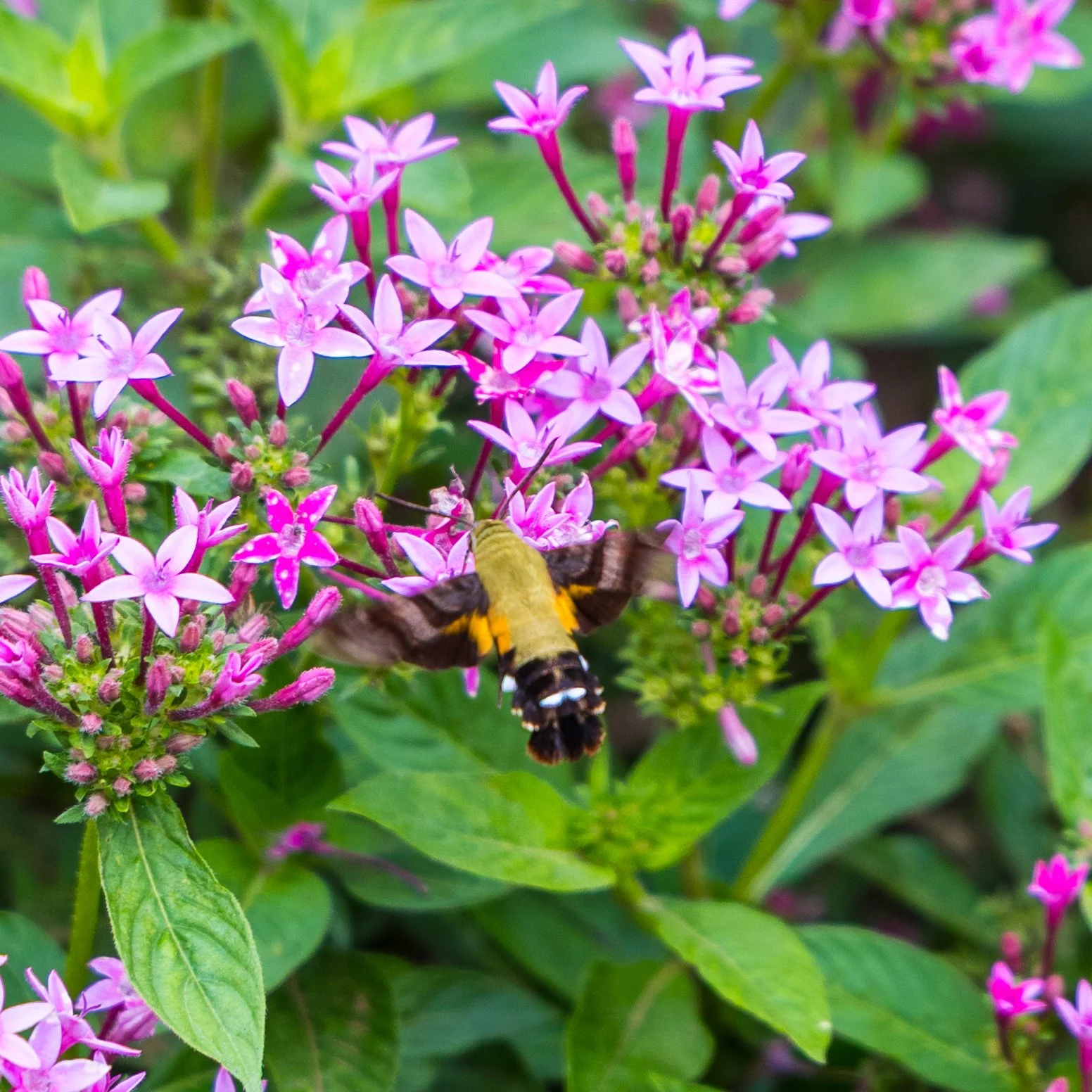 2025 10 Tokyo Imperial Palace 2 - 72.jpeg