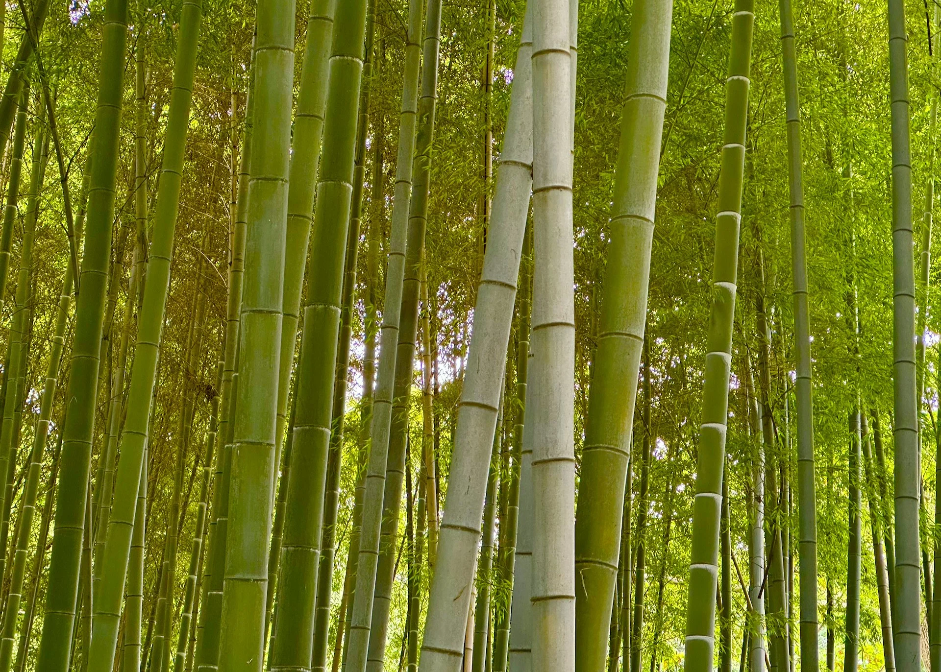 2025 10 Tokyo Shinjuku - 5.jpeg