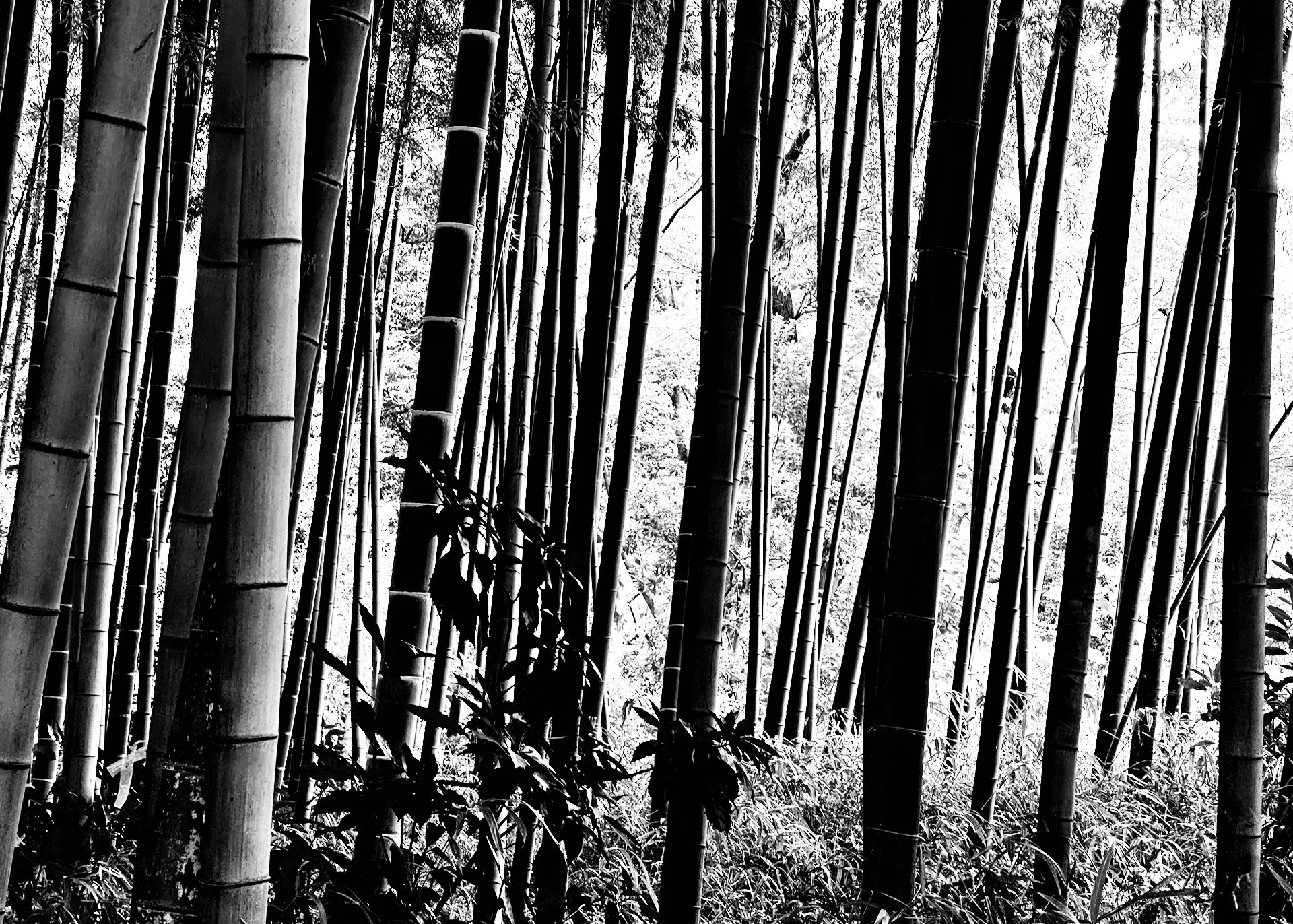 2025 10 Tokyo Shinjuku - 4.jpeg