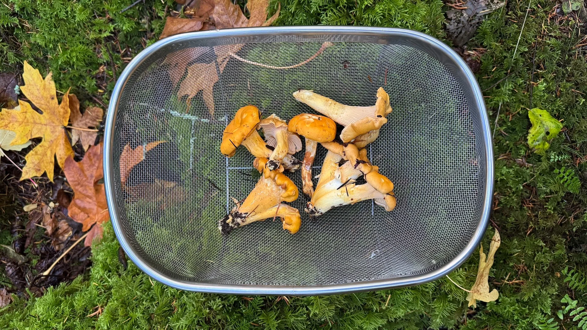  Our mushroom harvest. 