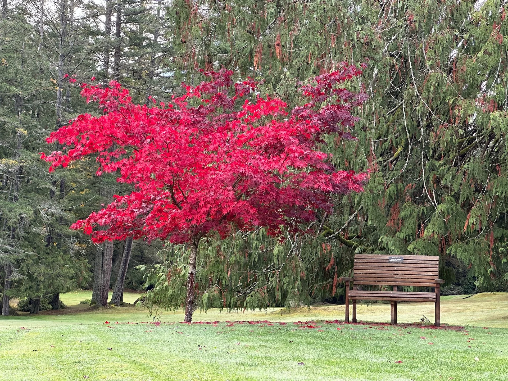 2025 11 Reifel and Sea to Sky - 2.jpeg