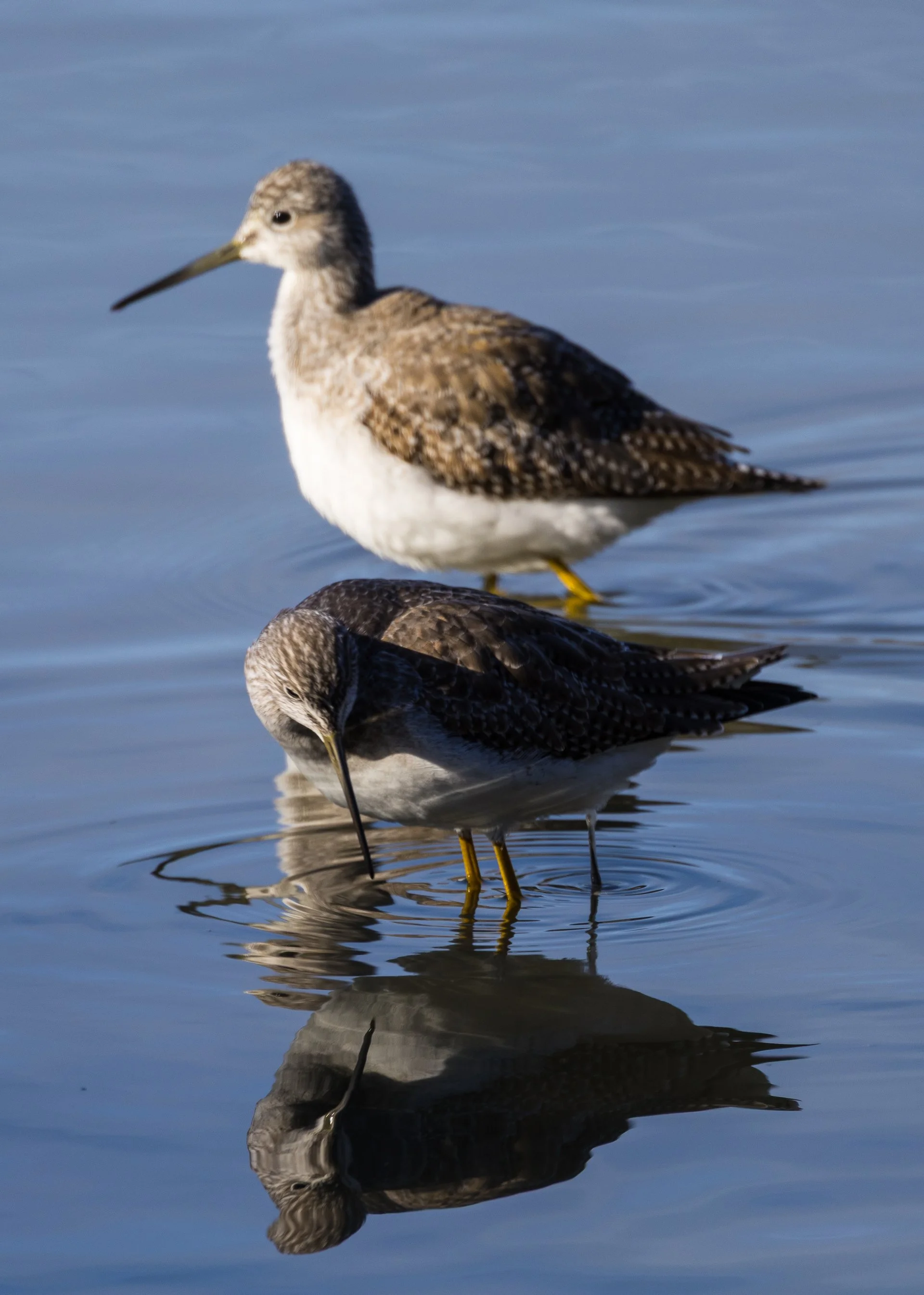  Greater Yellowlegs - oddly they were not on my life list. 