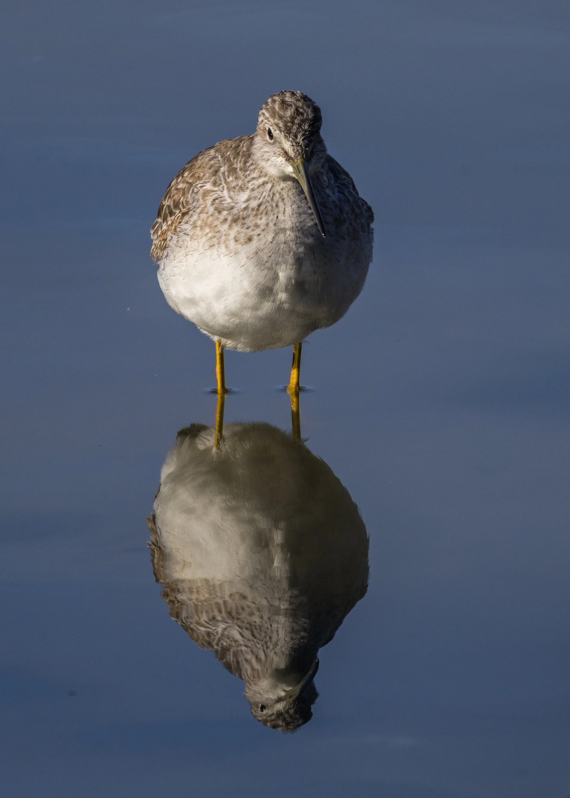 2025 11 Reifel and Sea to Sky - 10.jpeg