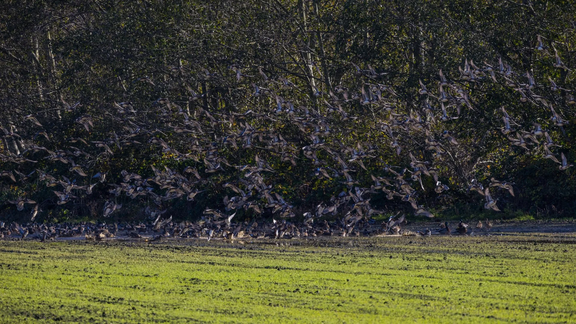  This was a huge flock of American Widgeons, that all blasted off at the same time! 