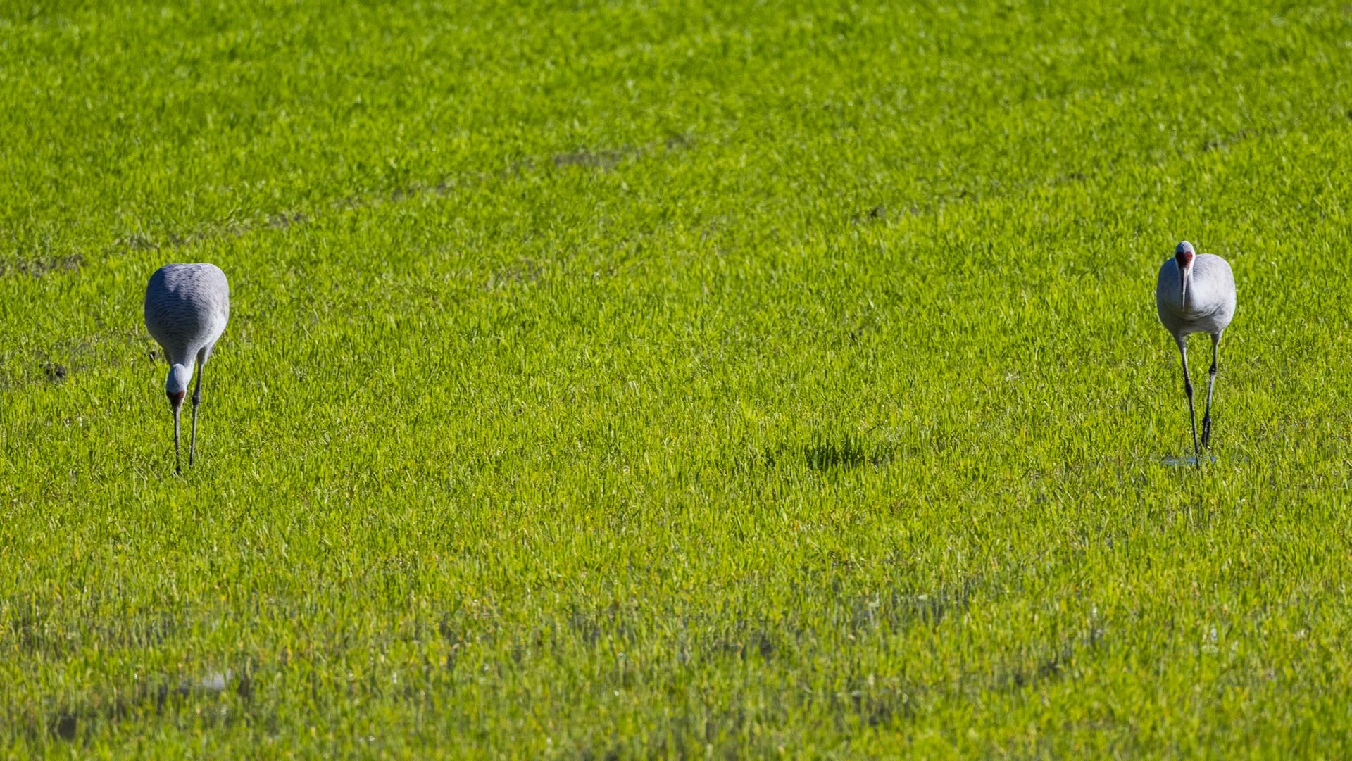  There were also a large number of sandhill cranes, hunting in the newly planted fields.  