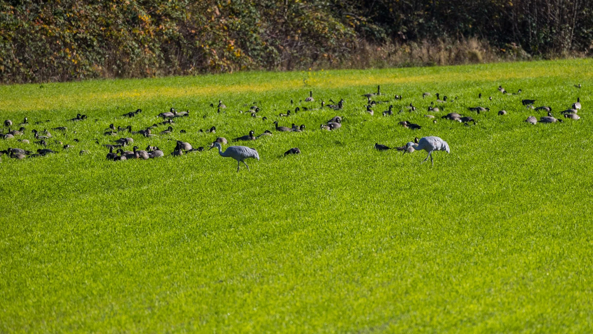  Cackling geese and sandhill cranes. 