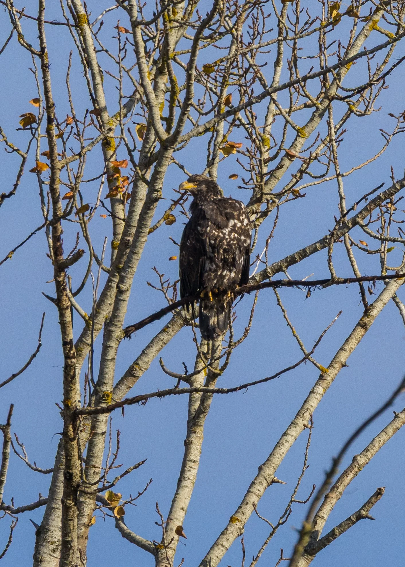  Juvenile Bald Eagle 