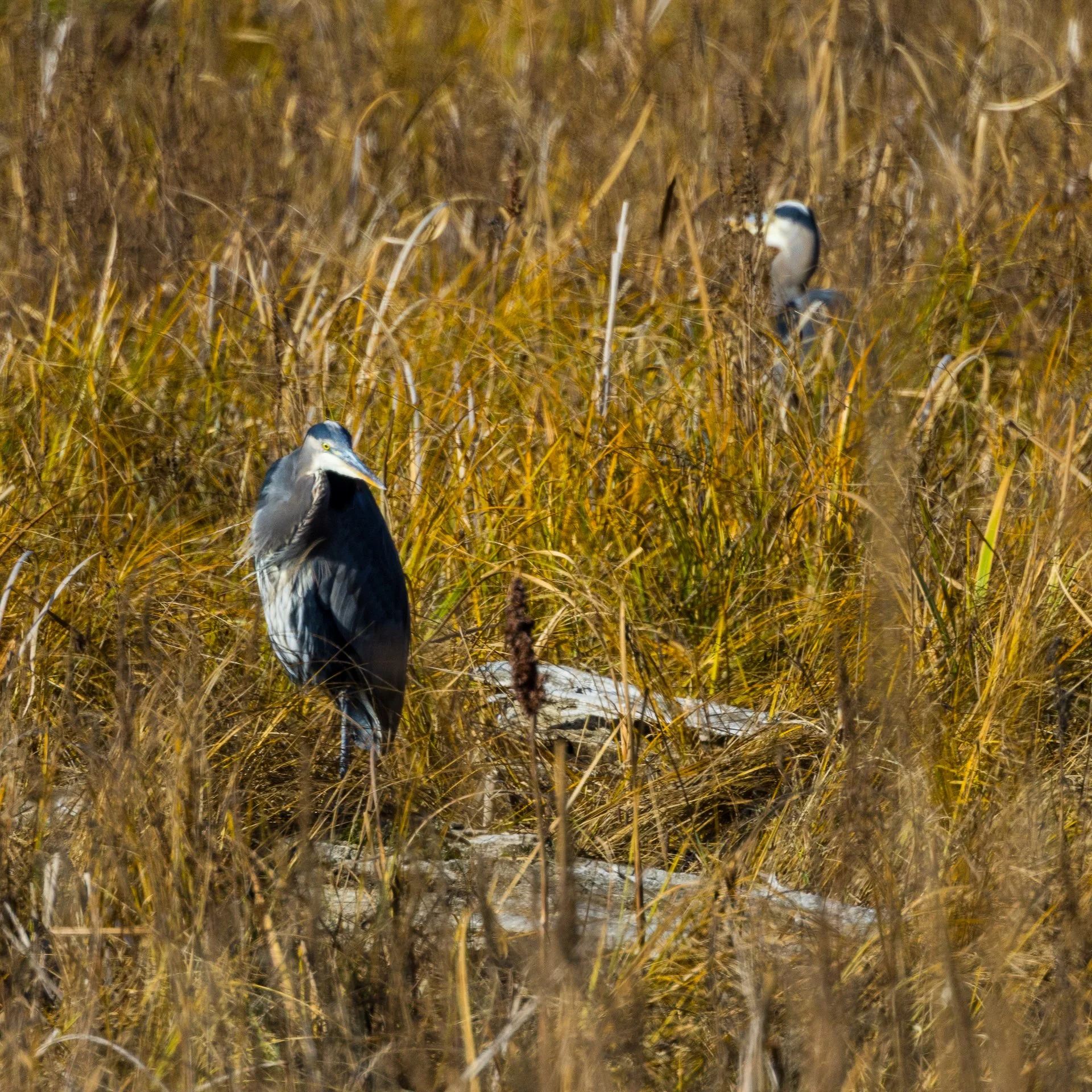  Great Blue Herons in the marsh. 