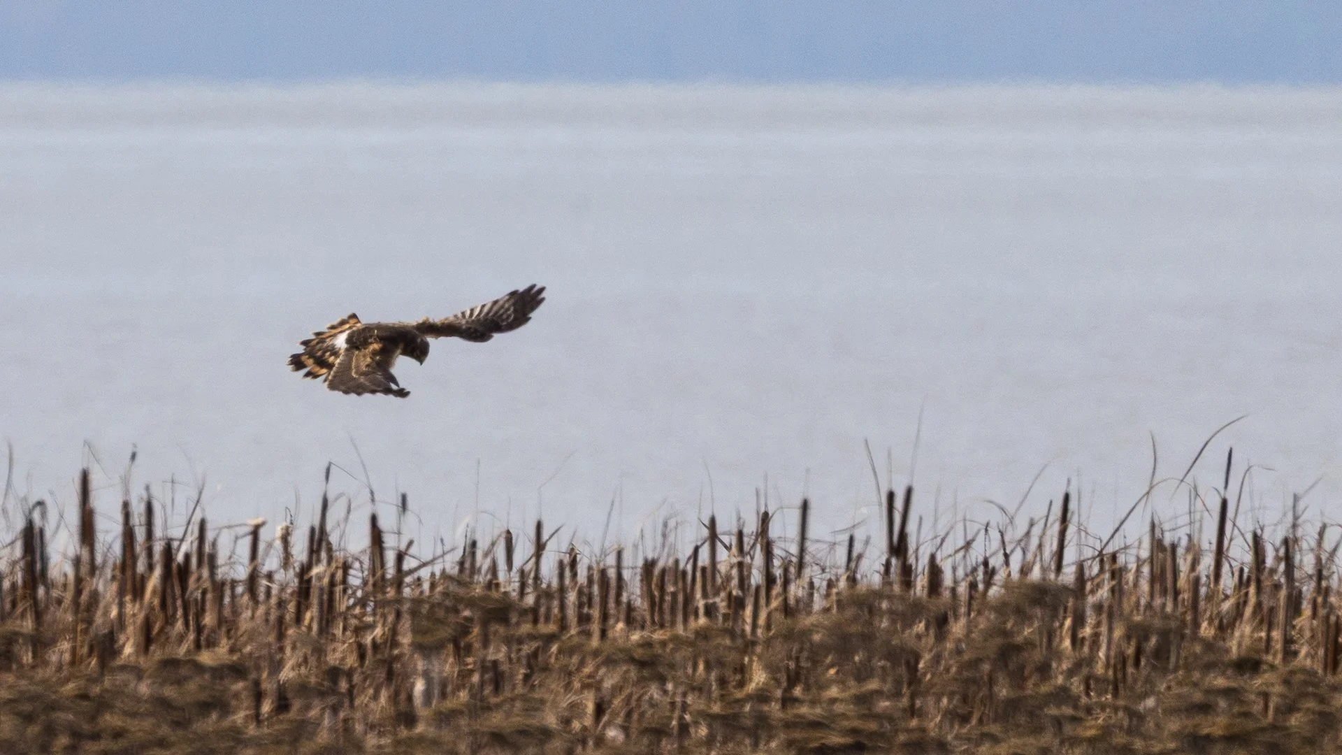  A Northern Harrier, swooping in. 
