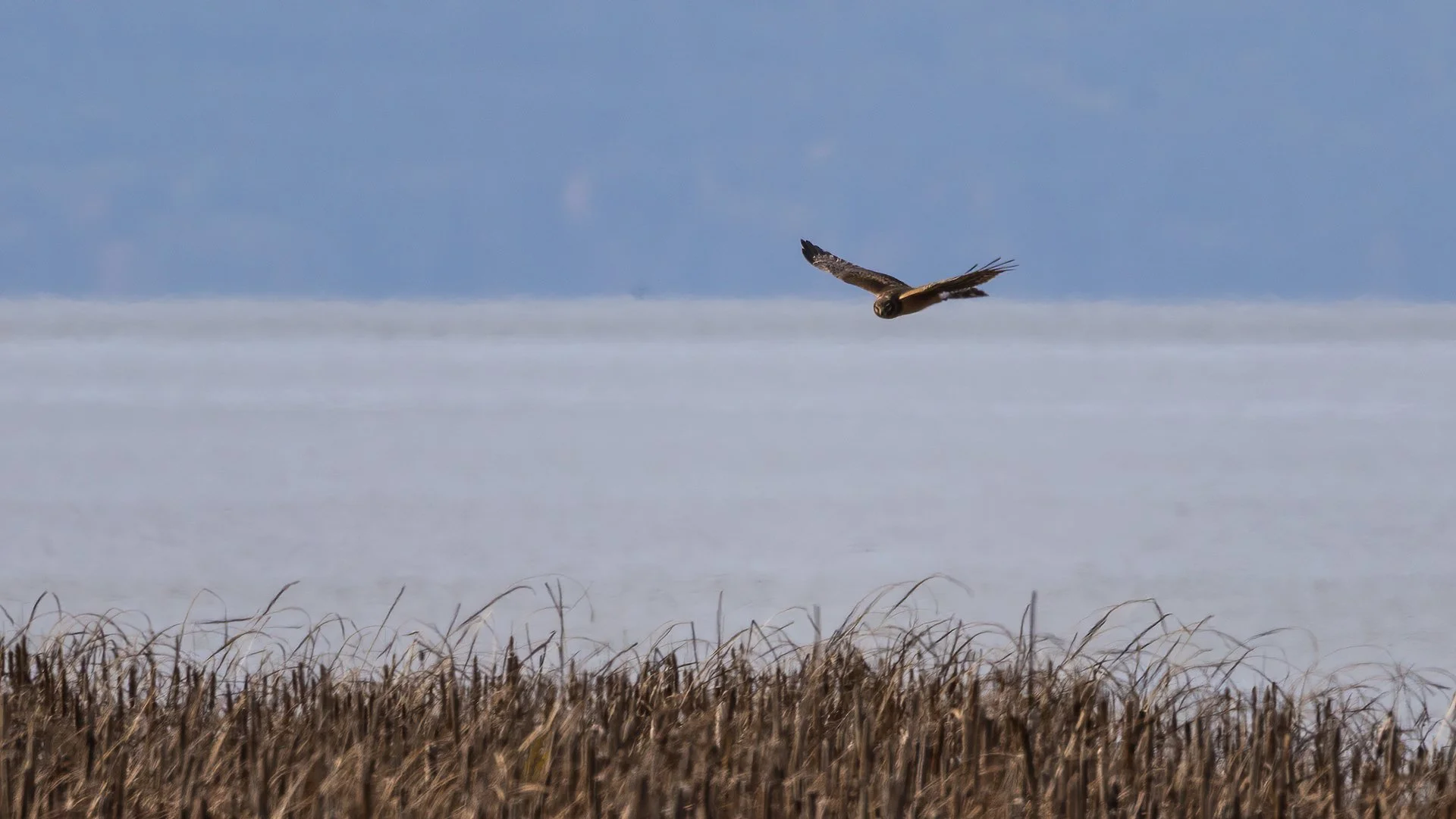 2025 11 Reifel and Sea to Sky - 23.jpeg