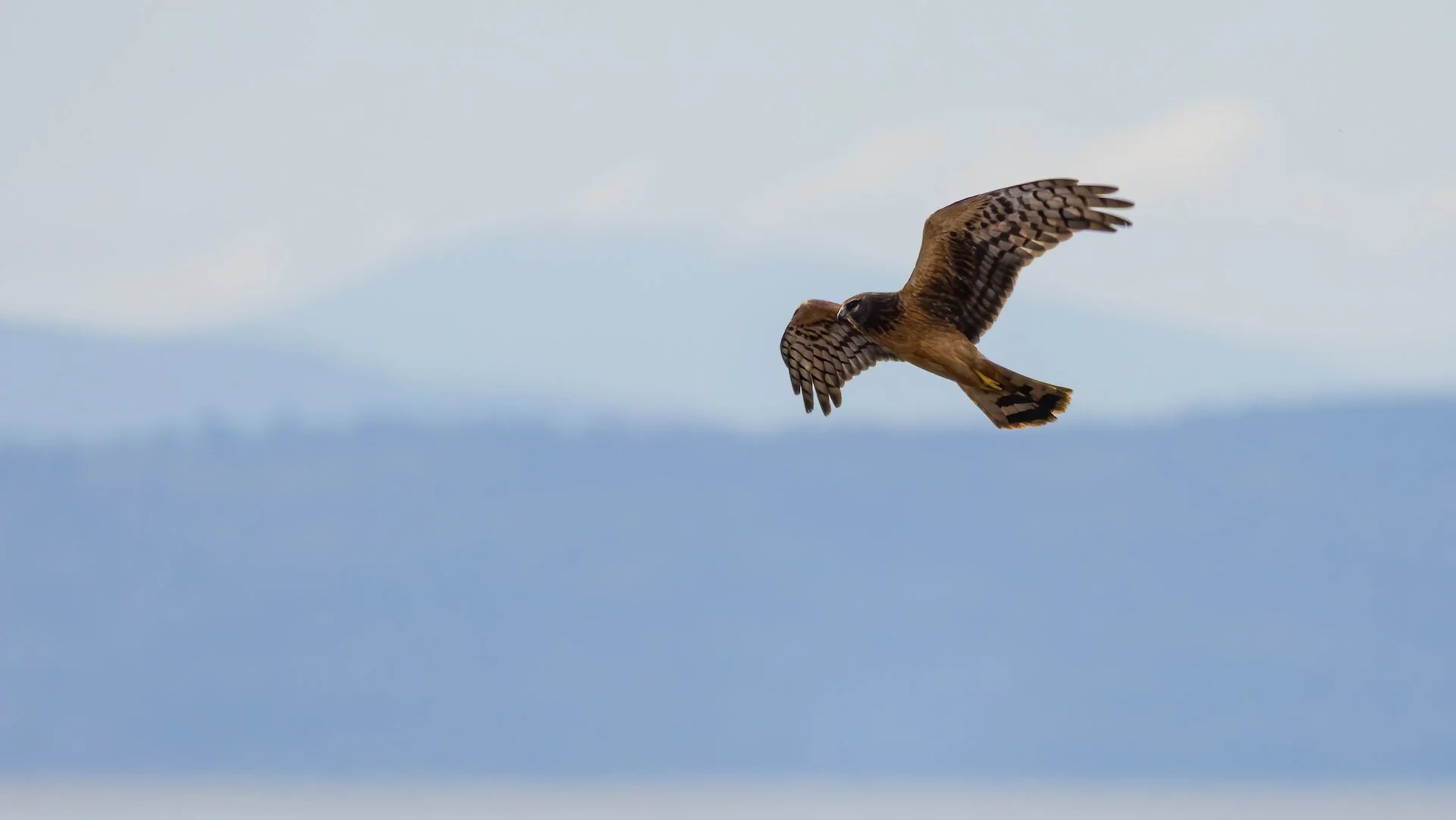  A Northern Harrier, patrolling the marsh. 