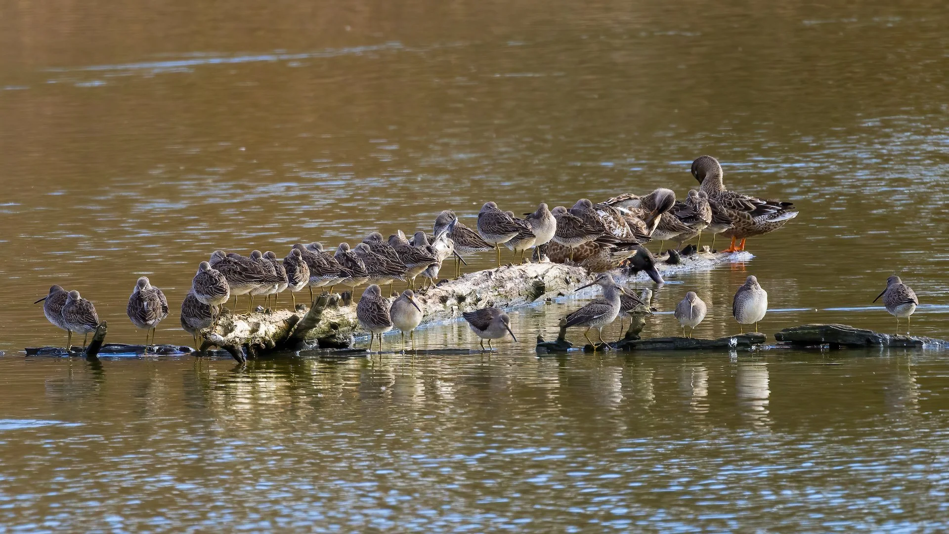  Sandpipers and ducks - more than one species of each. 