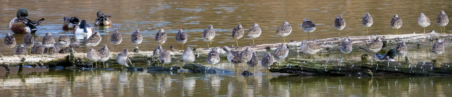 2025 11 Reifel and Sea to Sky - 26.jpeg