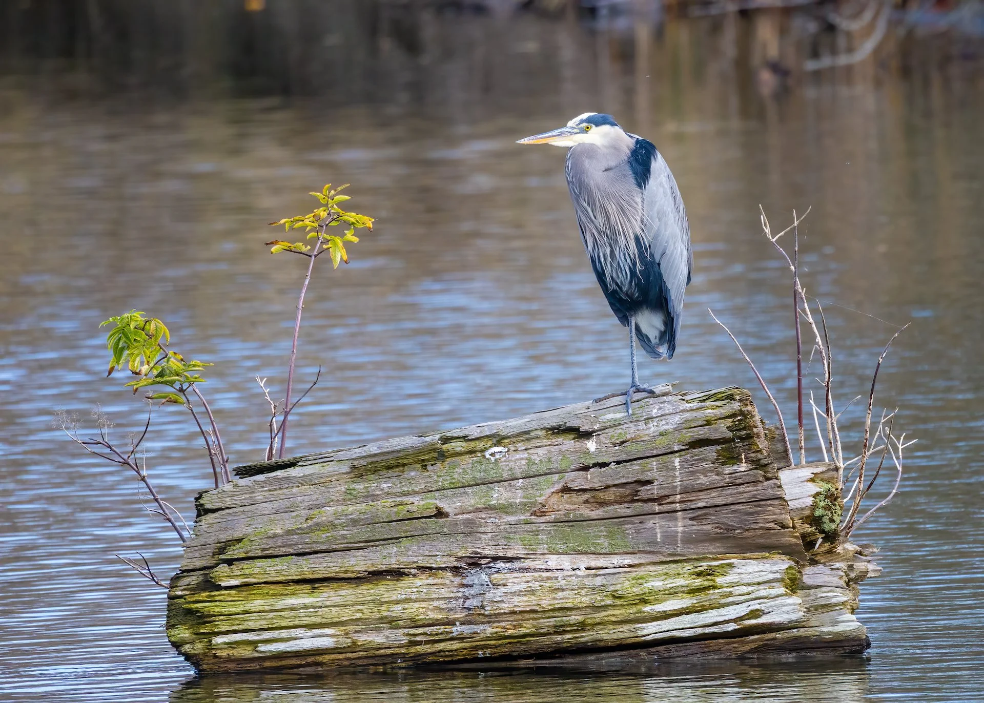  Great Blue Heron. 
