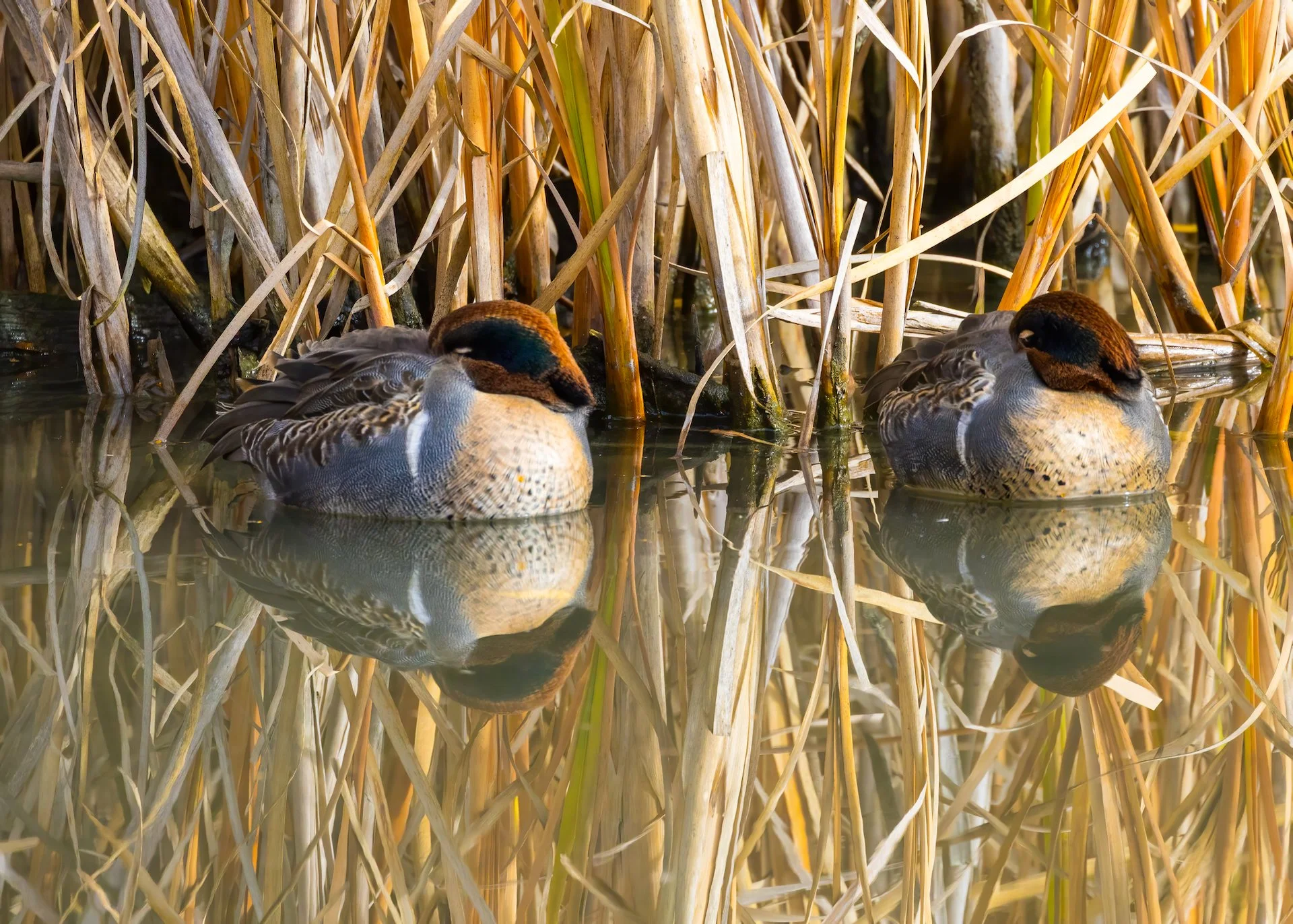  Green-winged Teals 