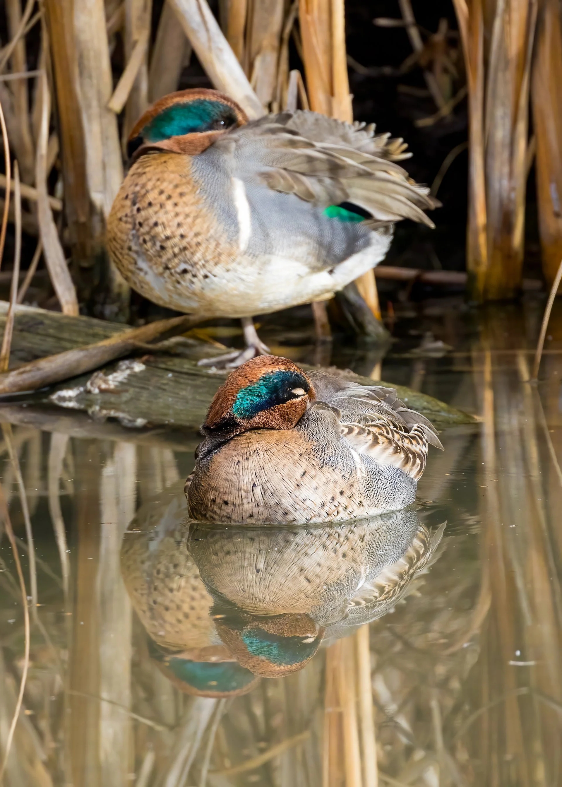 2025 11 Reifel and Sea to Sky - 29.jpeg