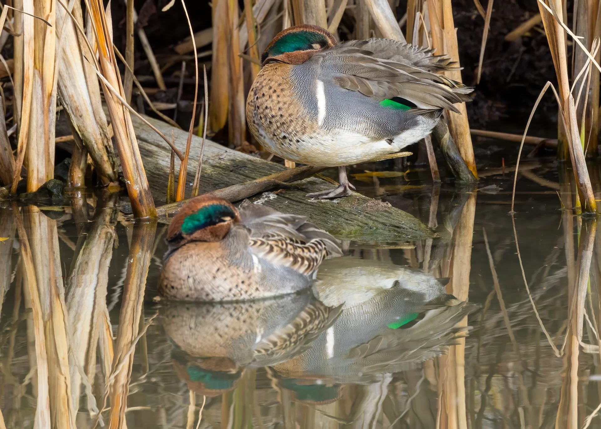 2025 11 Reifel and Sea to Sky - 30.jpeg