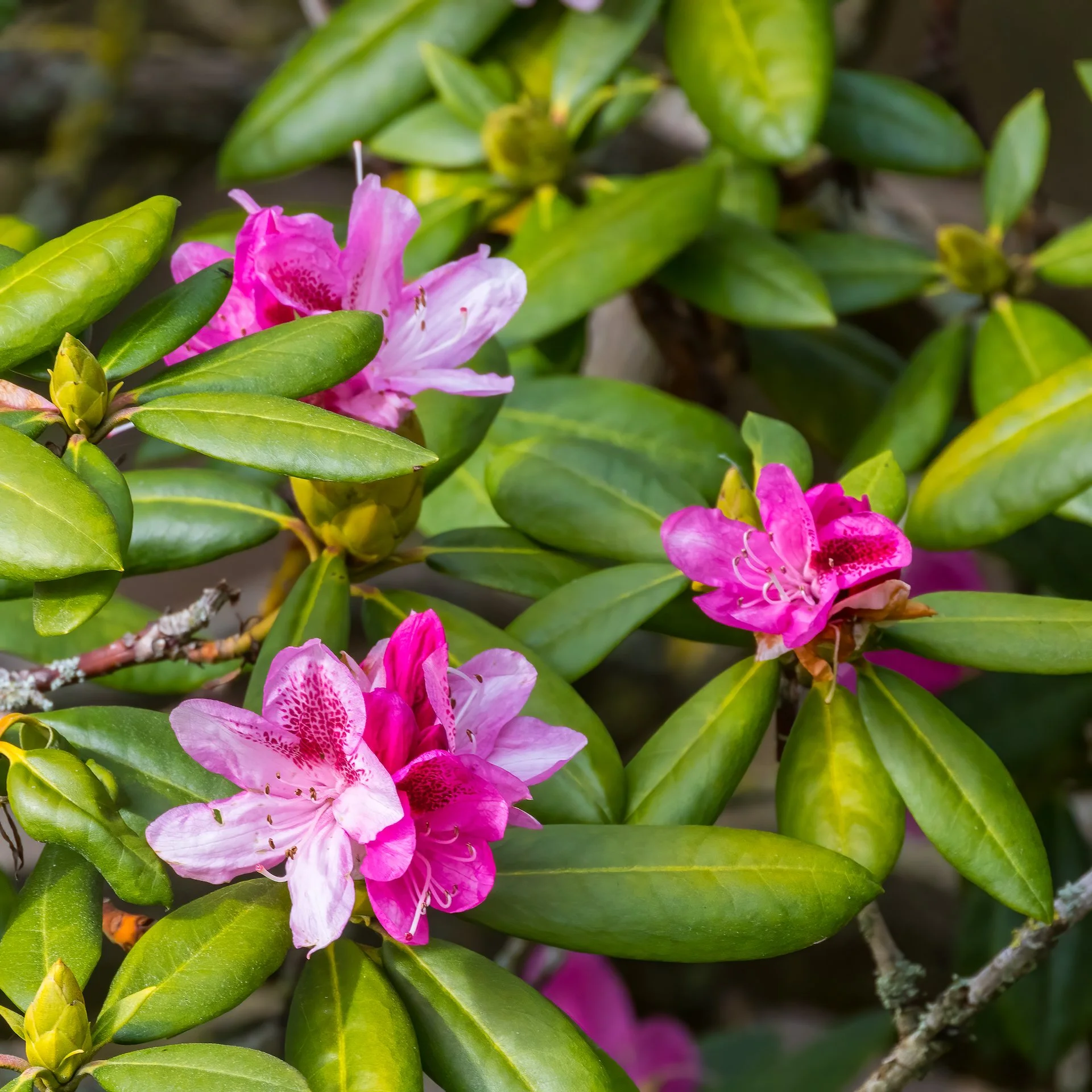  One of the things I love about Vancouver - rhododendrons in bloom any time of the year.  