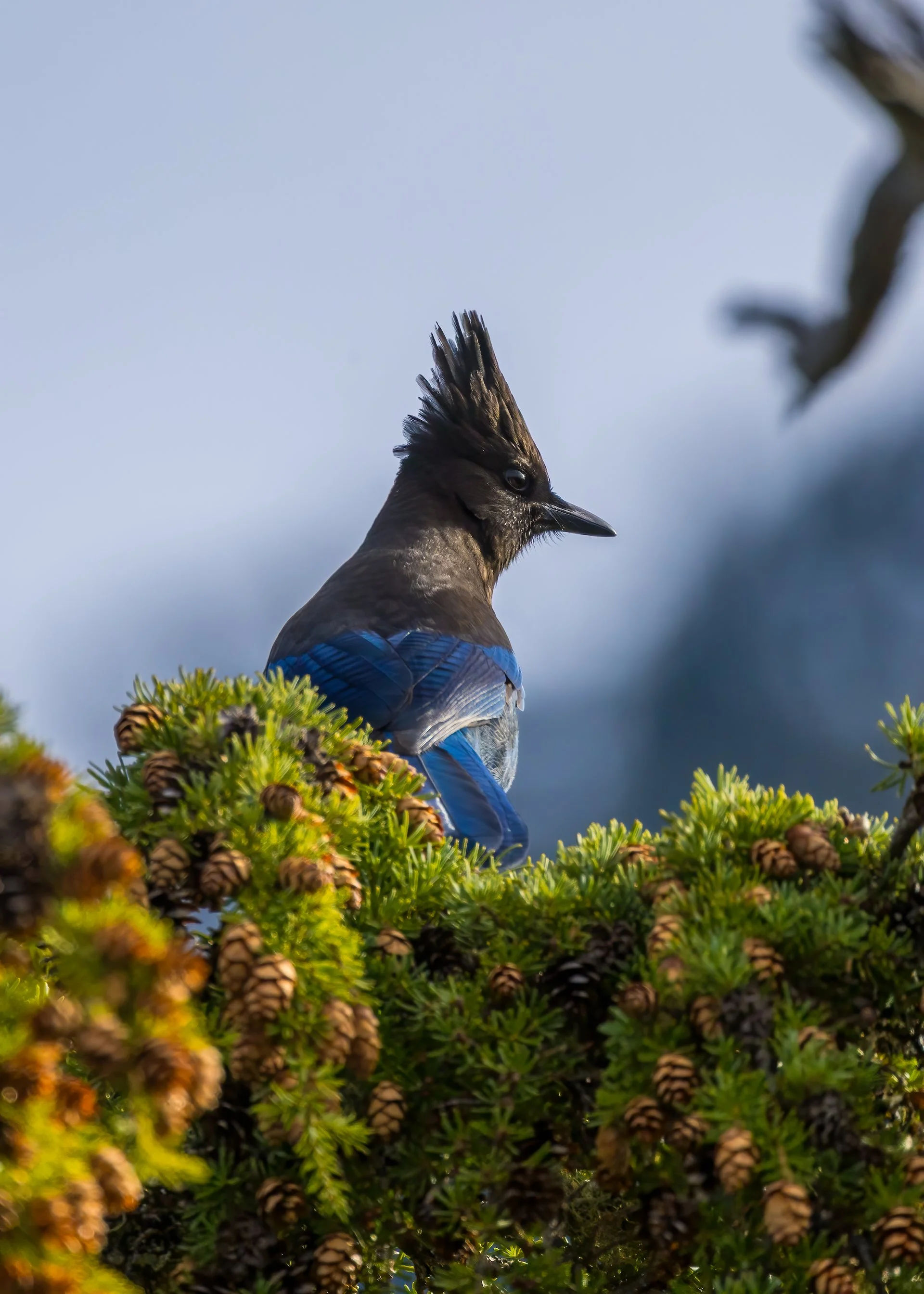  Steller Jay 