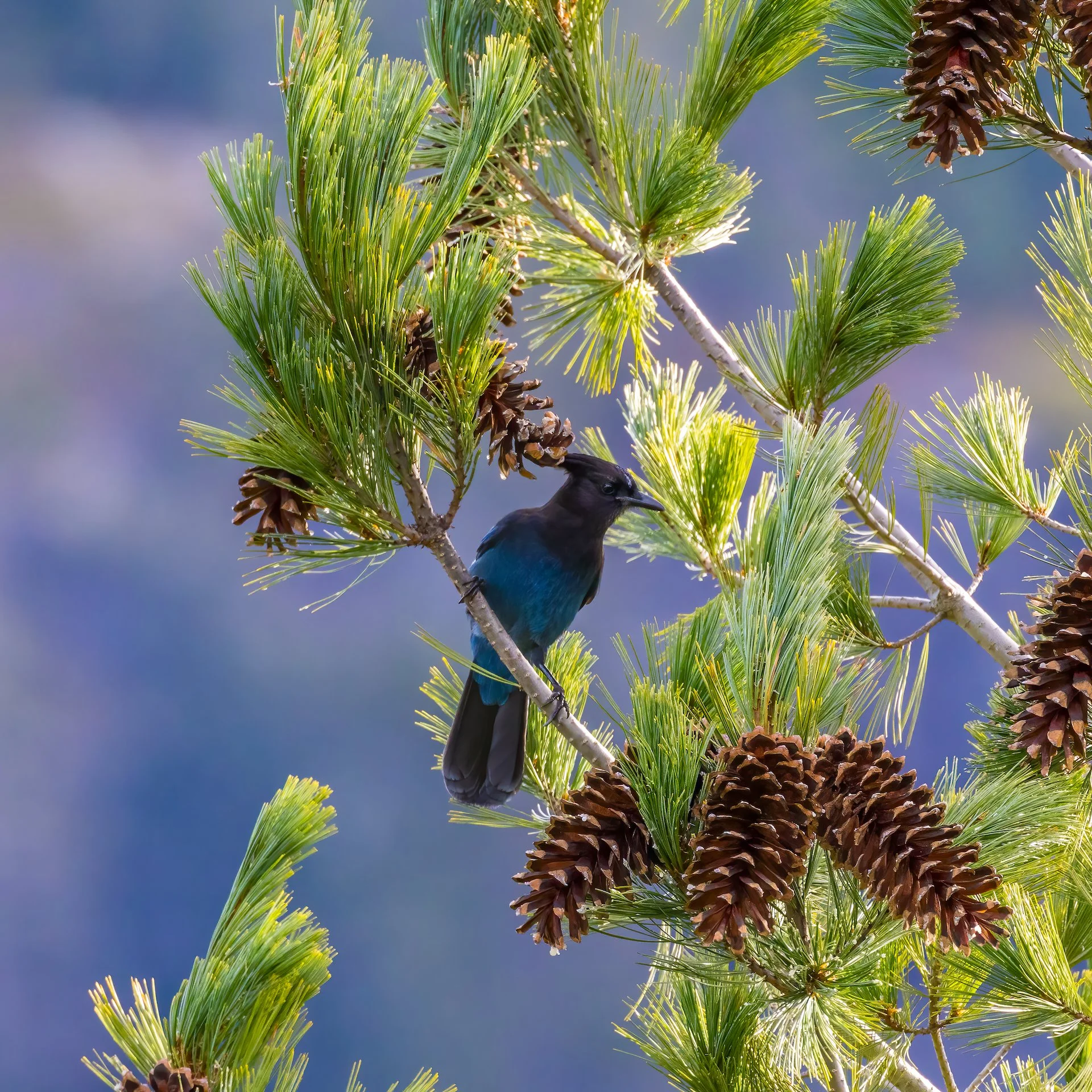 2025 11 Reifel and Sea to Sky - 48.jpeg