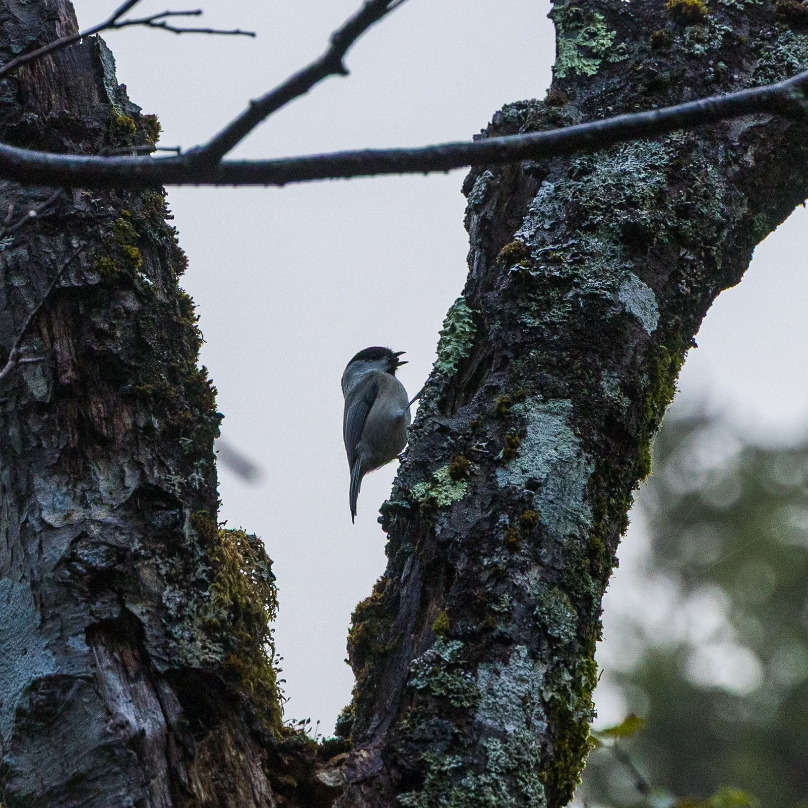  We did not see a lot of birds on this trip sadly. This was a common one - a Willow Tit. It looked (and sounded) a lot like a chickadee. 